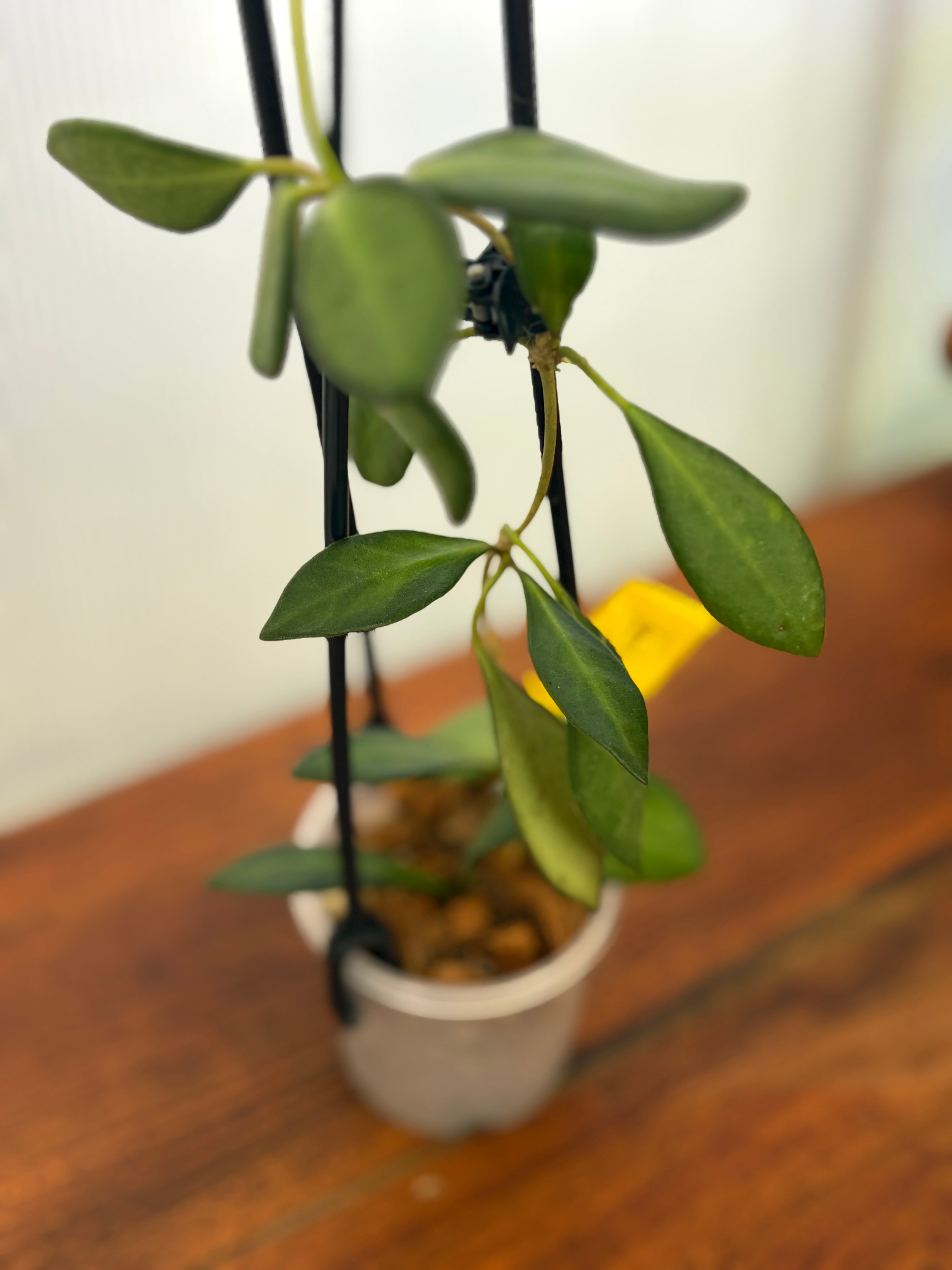 Hoya | BALI-AN 園芸