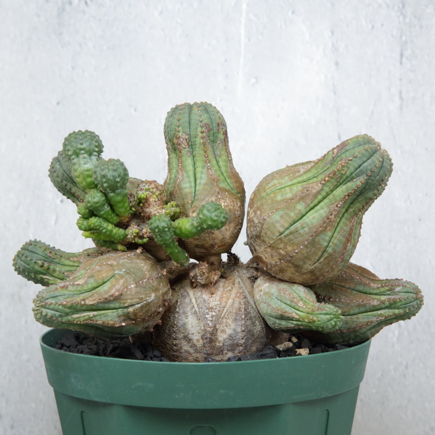 厳選株】大株 親株 最大幅約 17cm 仔吹き 円扇綴化 オベサ