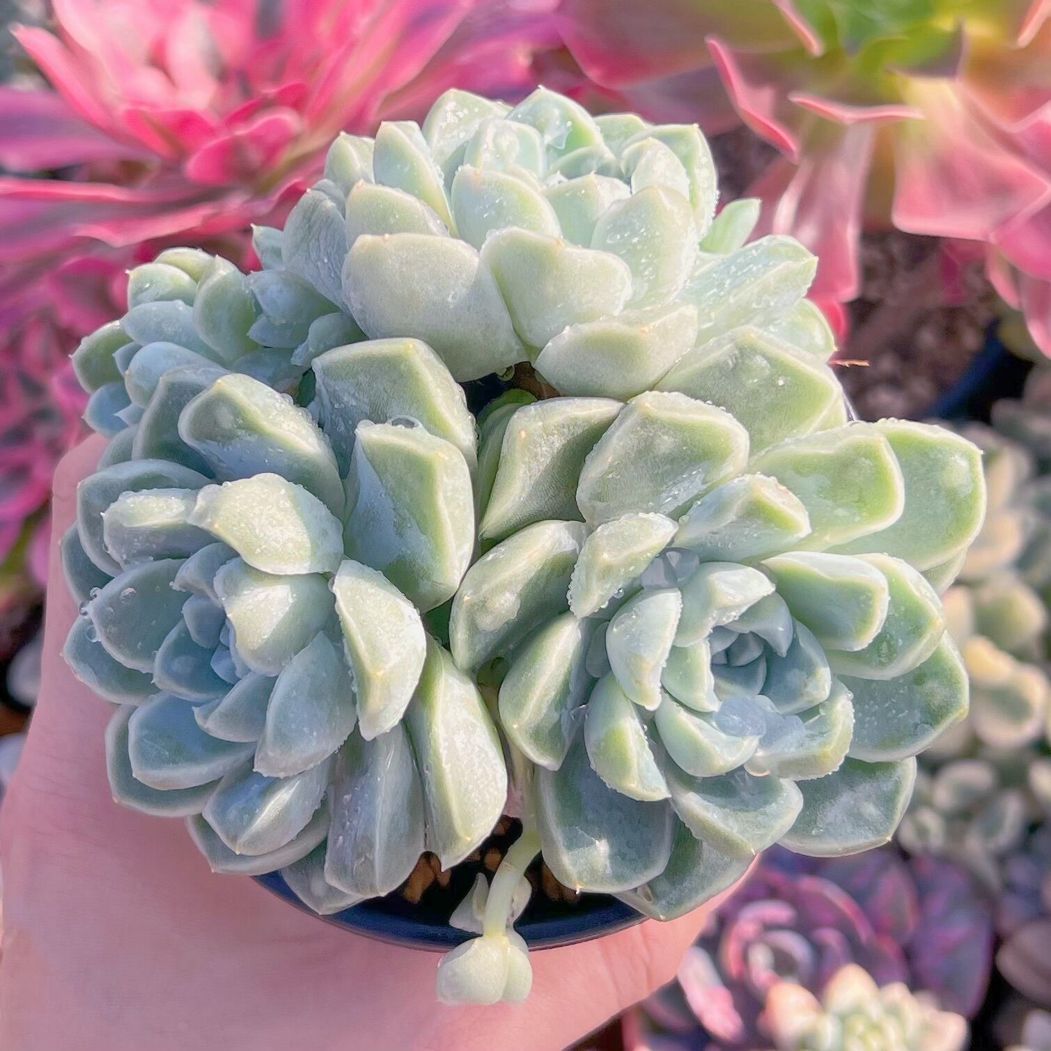 現品　Dodoli#852　新入荷　るる農園