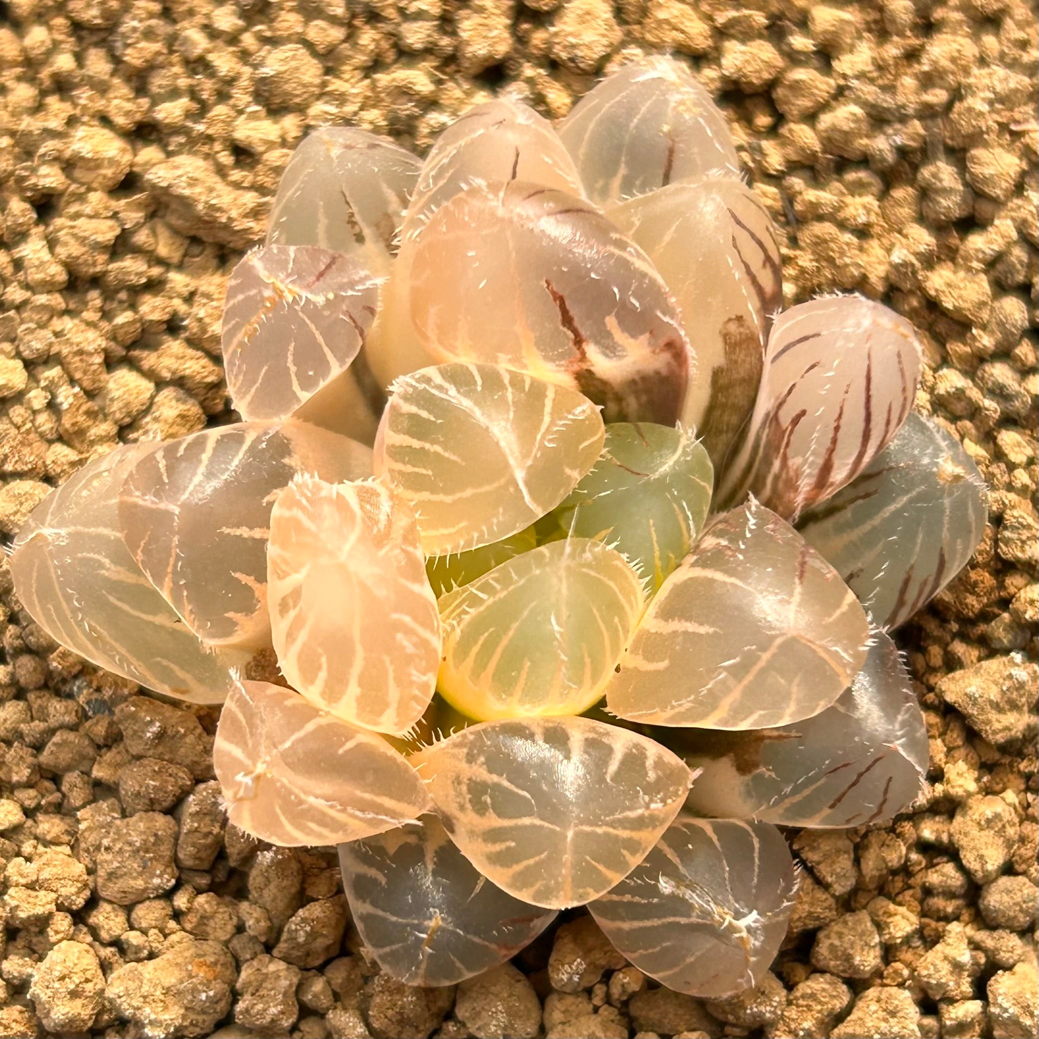 錦 | RuPo 多肉植物専門店