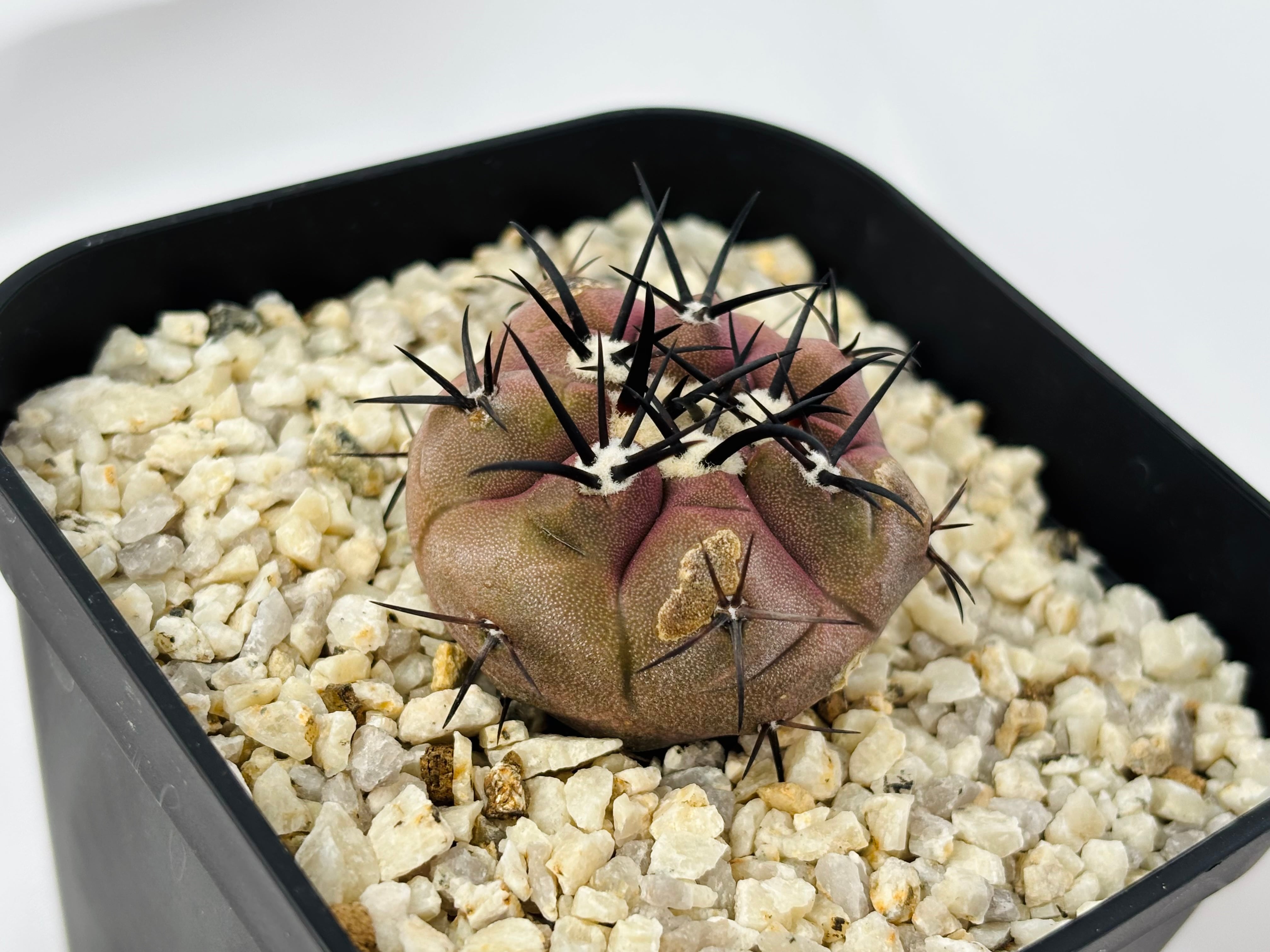 Copiapoa cinerea コピアポア シネレア 黒王丸 サボテン | plants MARU