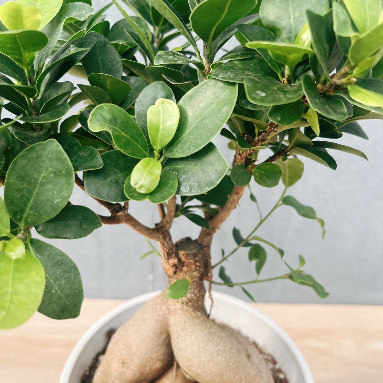 現品］5番 ガジュマル 接木 6号 観葉植物 室内 ニンジンガジュマル