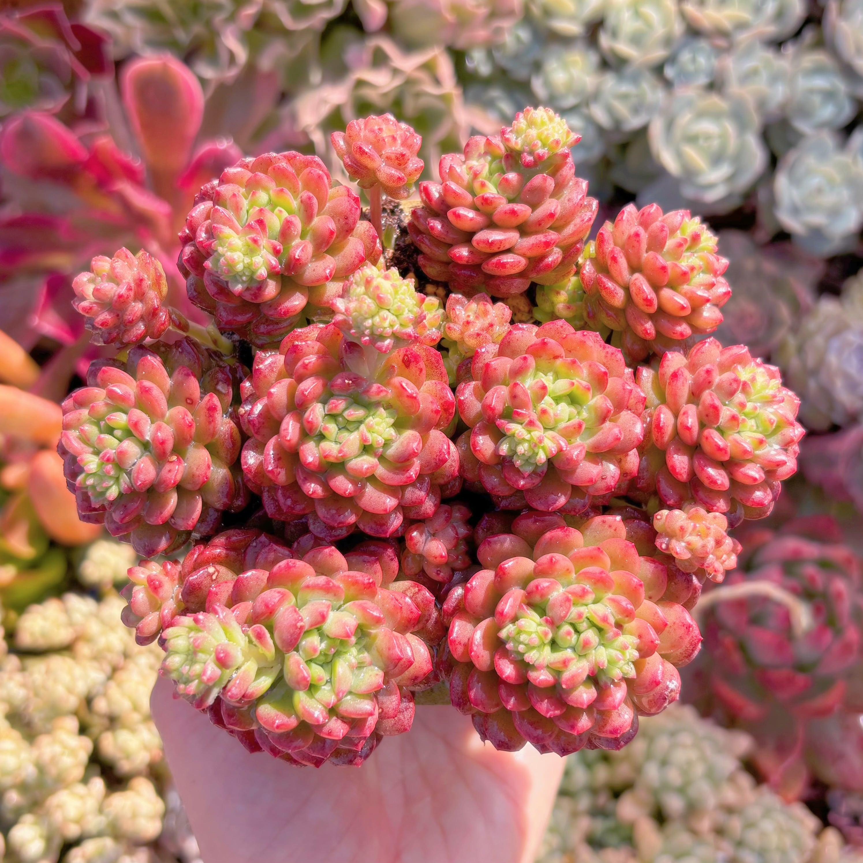 多肉植物　コルネット　群生　新入荷　るる農園