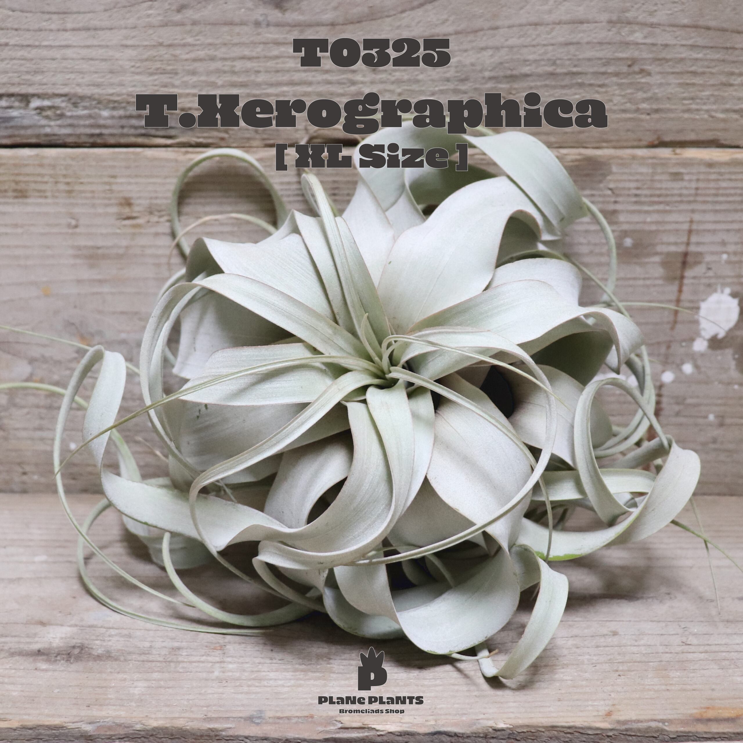 【送料無料】キセログラフィカXL〔エアプランツ〕現品発送T0325