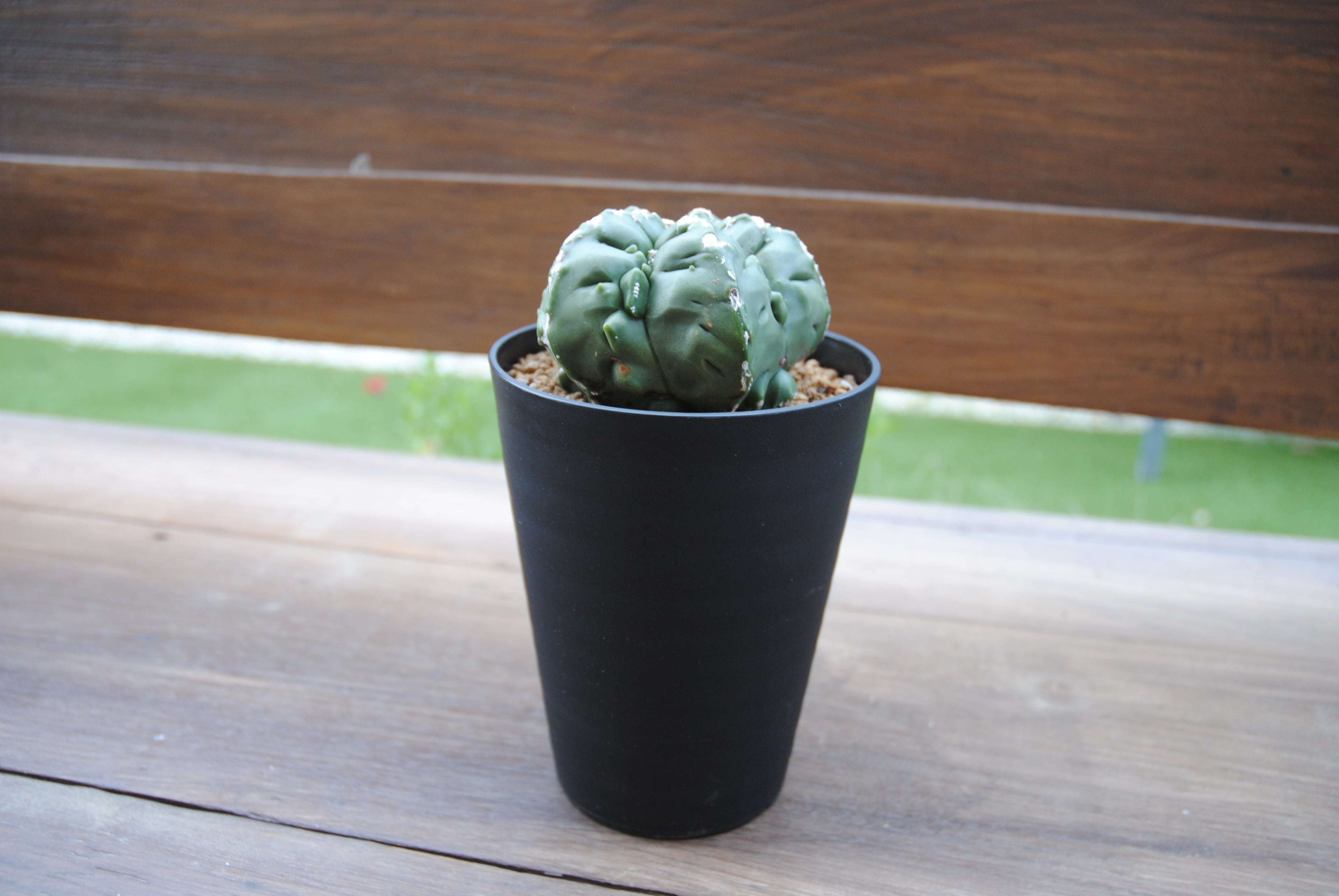 Astrophytum sp. アストロフィツム 亀甲ヘキラン サボテン | plants