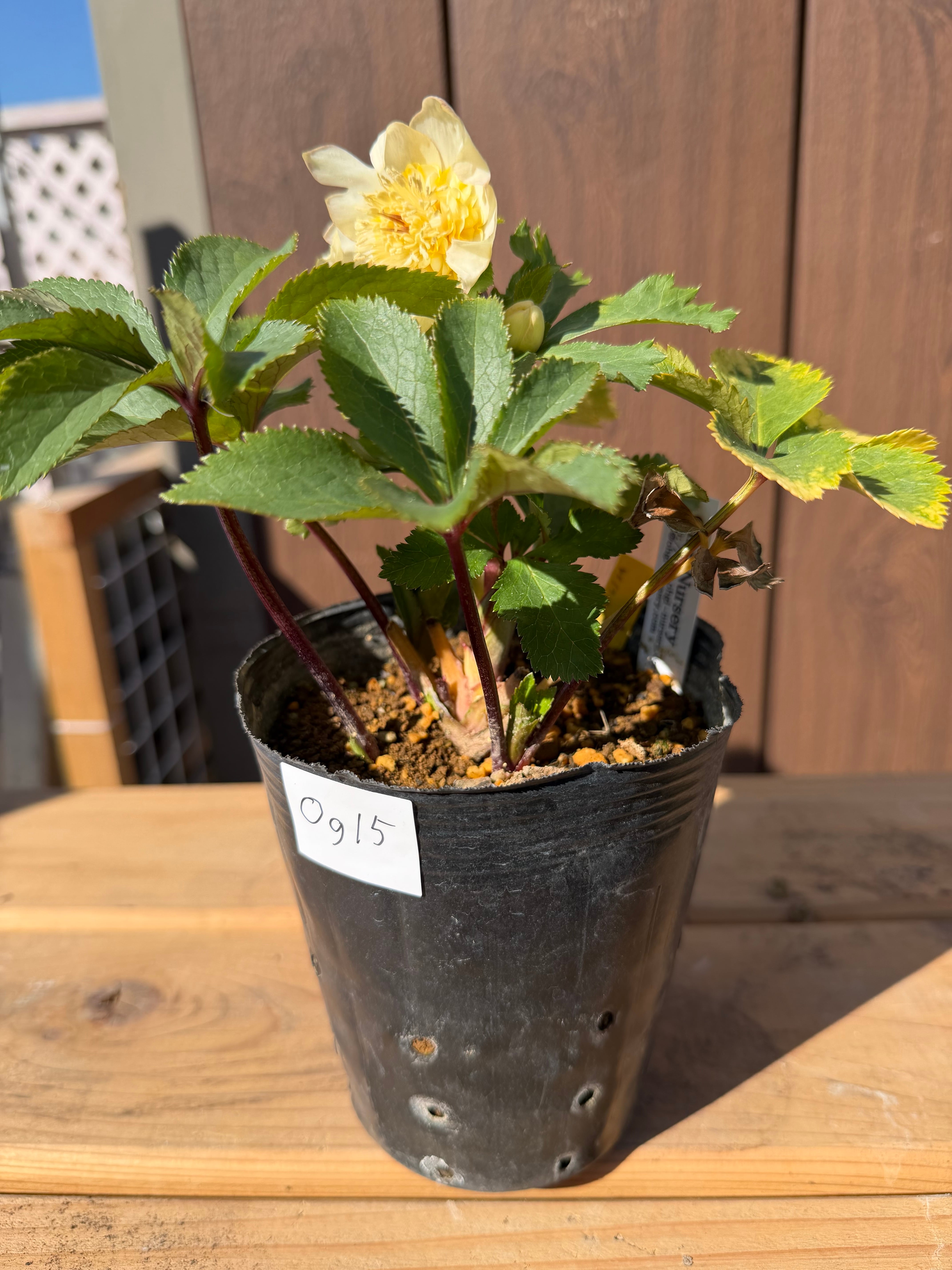 デュメ系オーレアsd 大木ナーサリー クリスマスローズ【Og15】送料無料