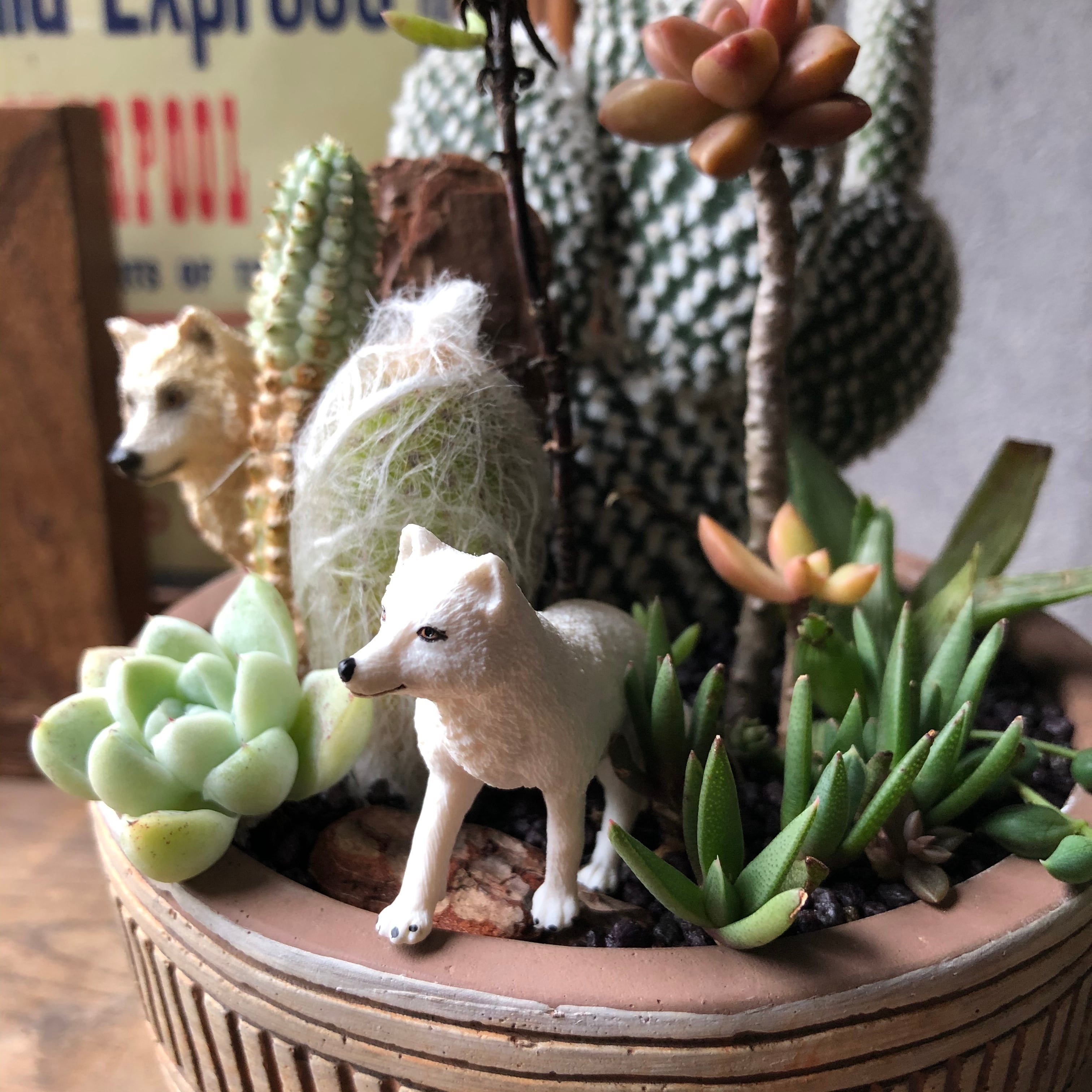 ホッキョクオオカミ&ホッキョクギツネ | SABOTEN MISSILE