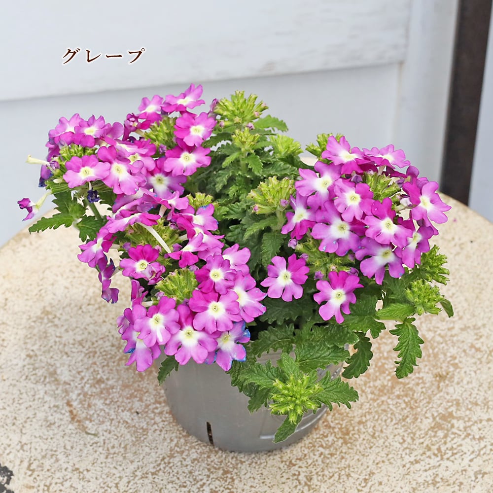 はなはなはなこ 22センチ 5個 25センチ 5個 はなはなはなこ 22センチ 5個 25センチ 5個 はなはなはなこ 22センチ 5