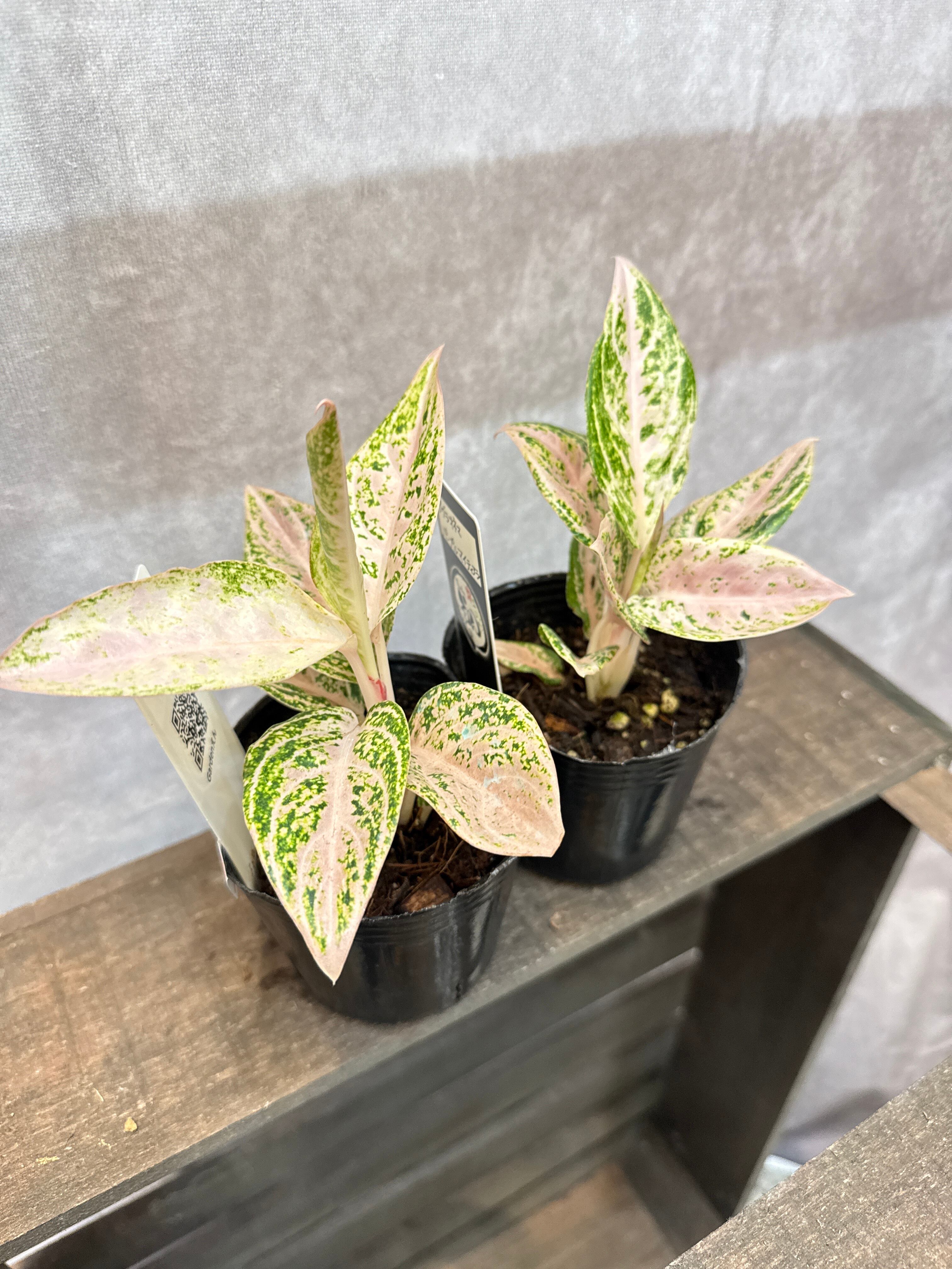 アグラオネマ　パープルマイティアラ　3号 Aglaonema purple my tiara / パープルマイティアラ | Gardenえん
