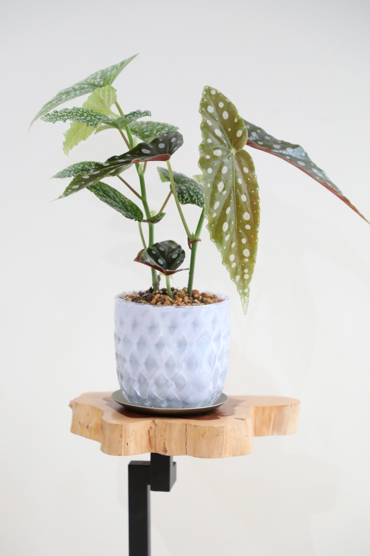 【S】ベゴニア マクラータ×ホワイトアイス/Begonia ※ガラス鉢付き