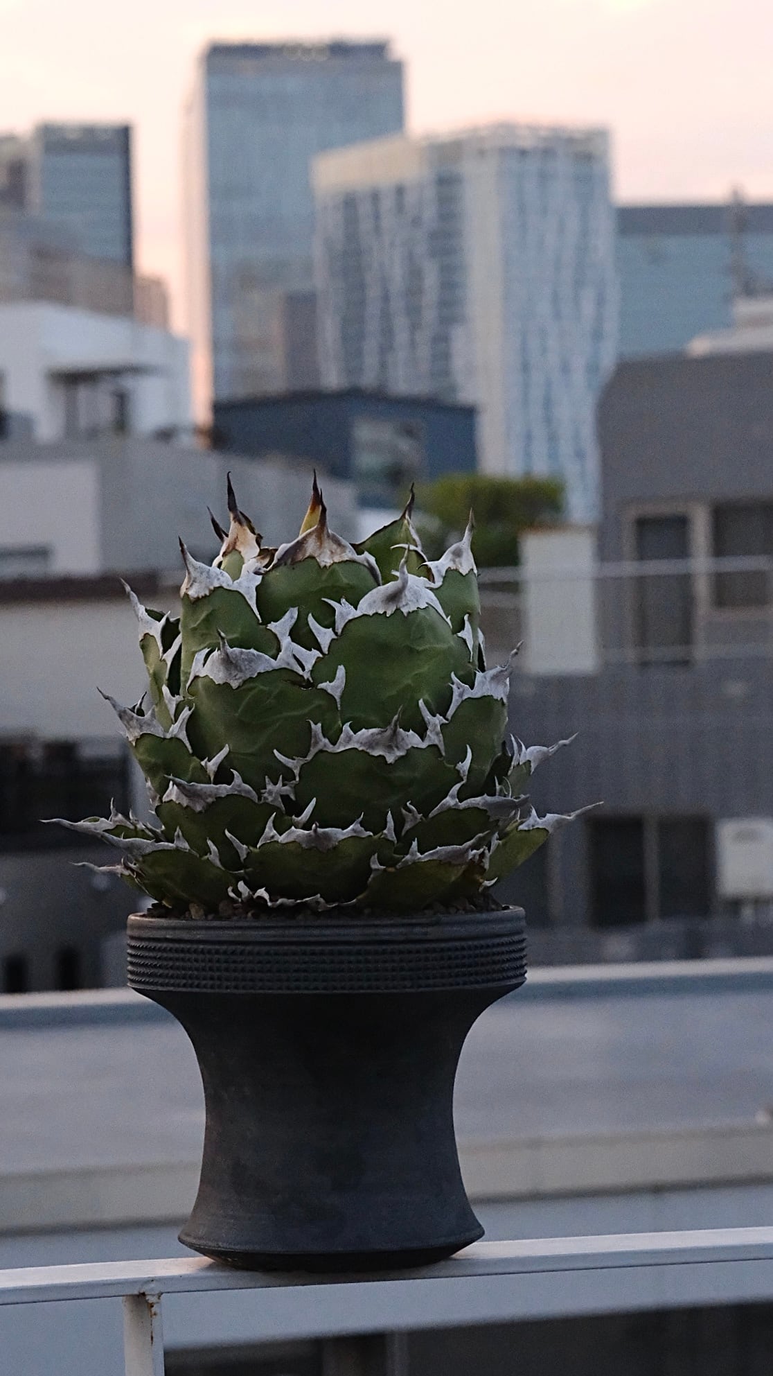 Agave titanota Wabi 鬼之刃/獵豹 ф12cm | wabi