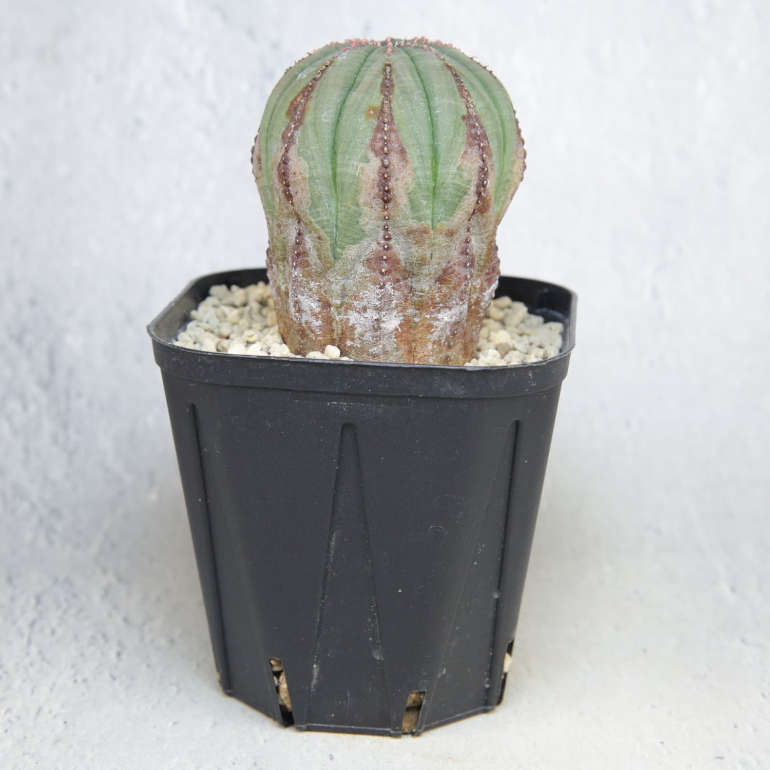 メス株 木質化 美模様 異型 オベサ / ユーフォルビア | LIGHTHOUSE