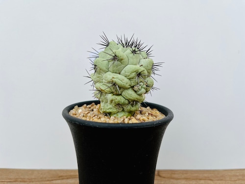 Ortegocactus macdougallii　オルテゴカクタス　マクドガリー　サボテン