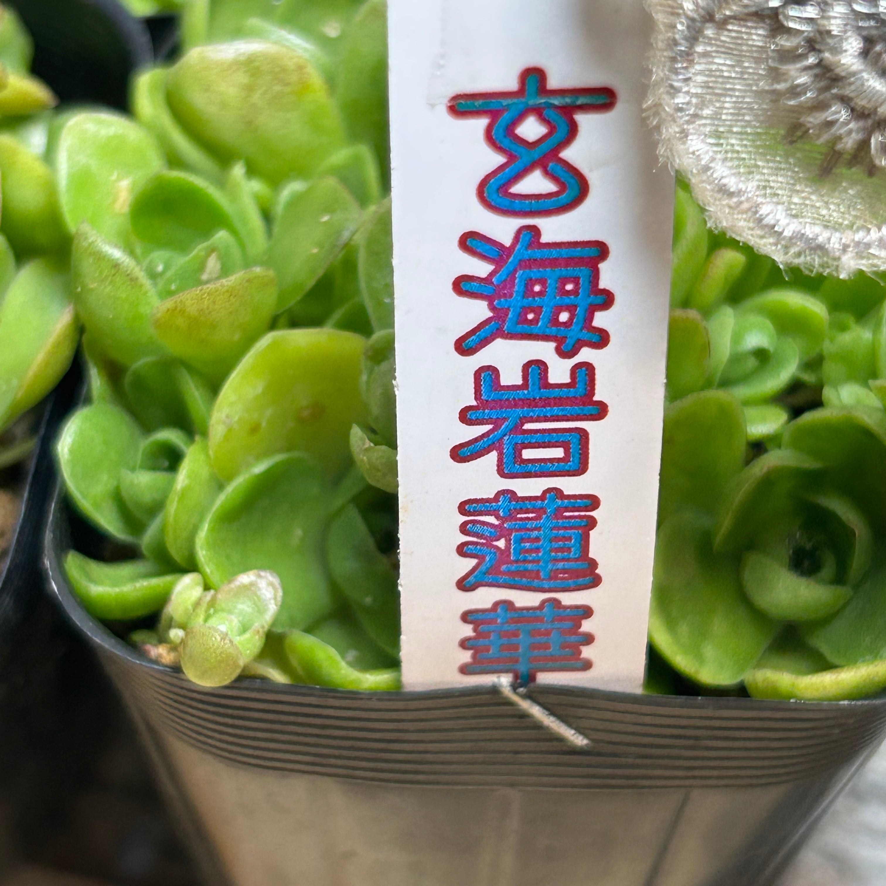 ③玄海岩蓮華 | RuPo 多肉植物専門店
