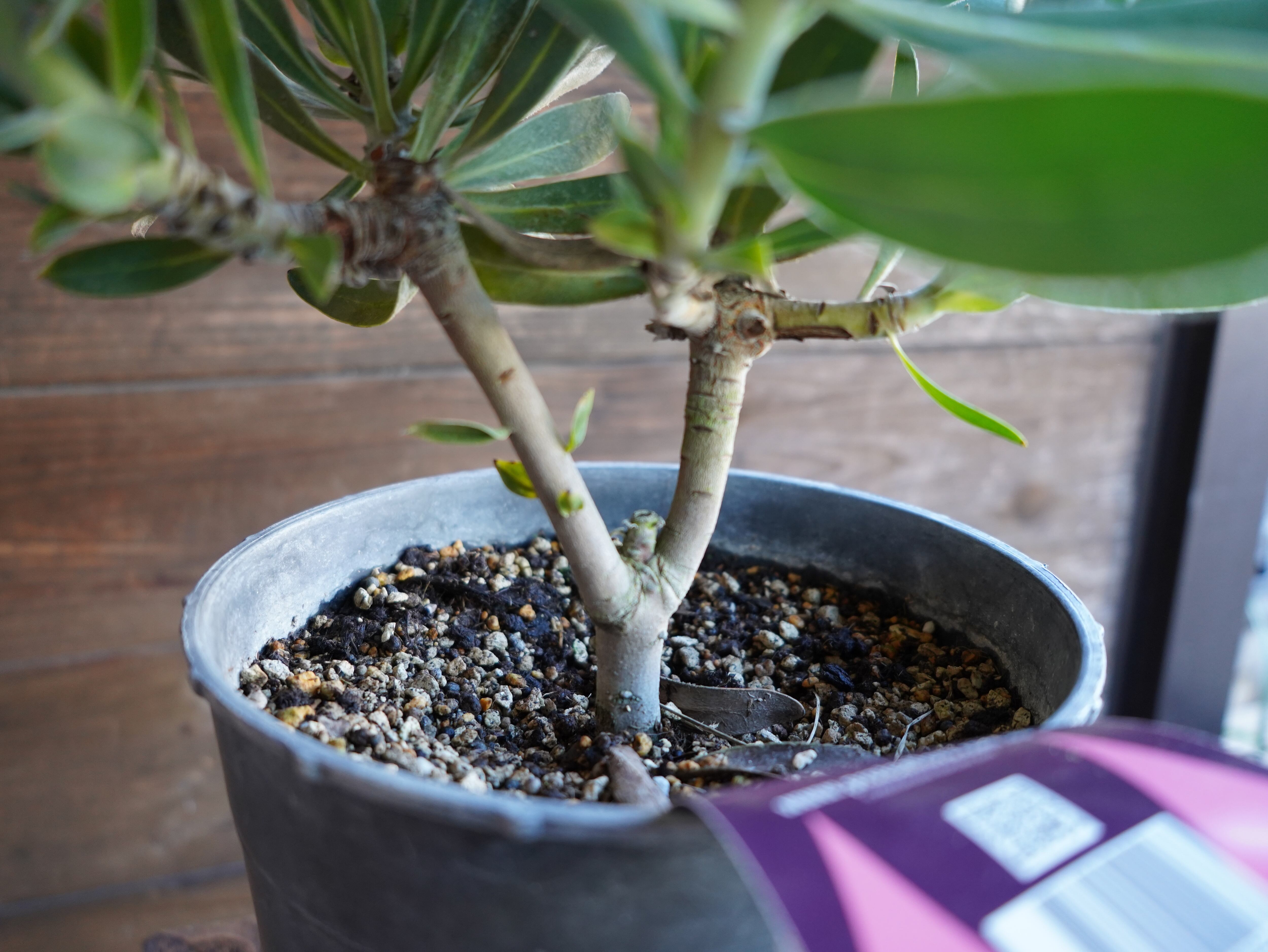 【現物】プロテア　”ピンクアイス”