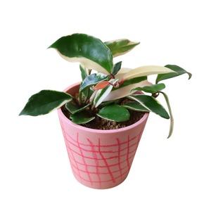 ホヤ リップカラー（花）