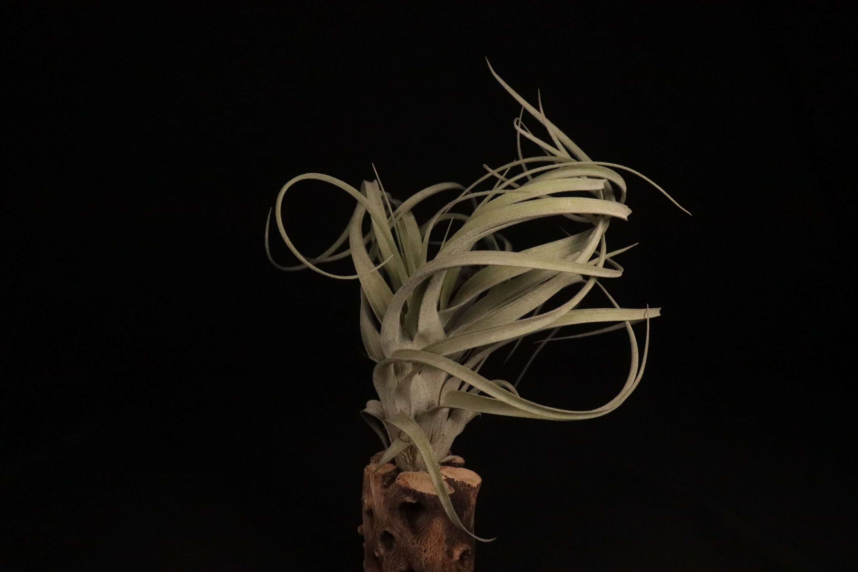 送料無料】'Hedi Gulz'〔エアプランツ〕現品発送T4035 | plane plants