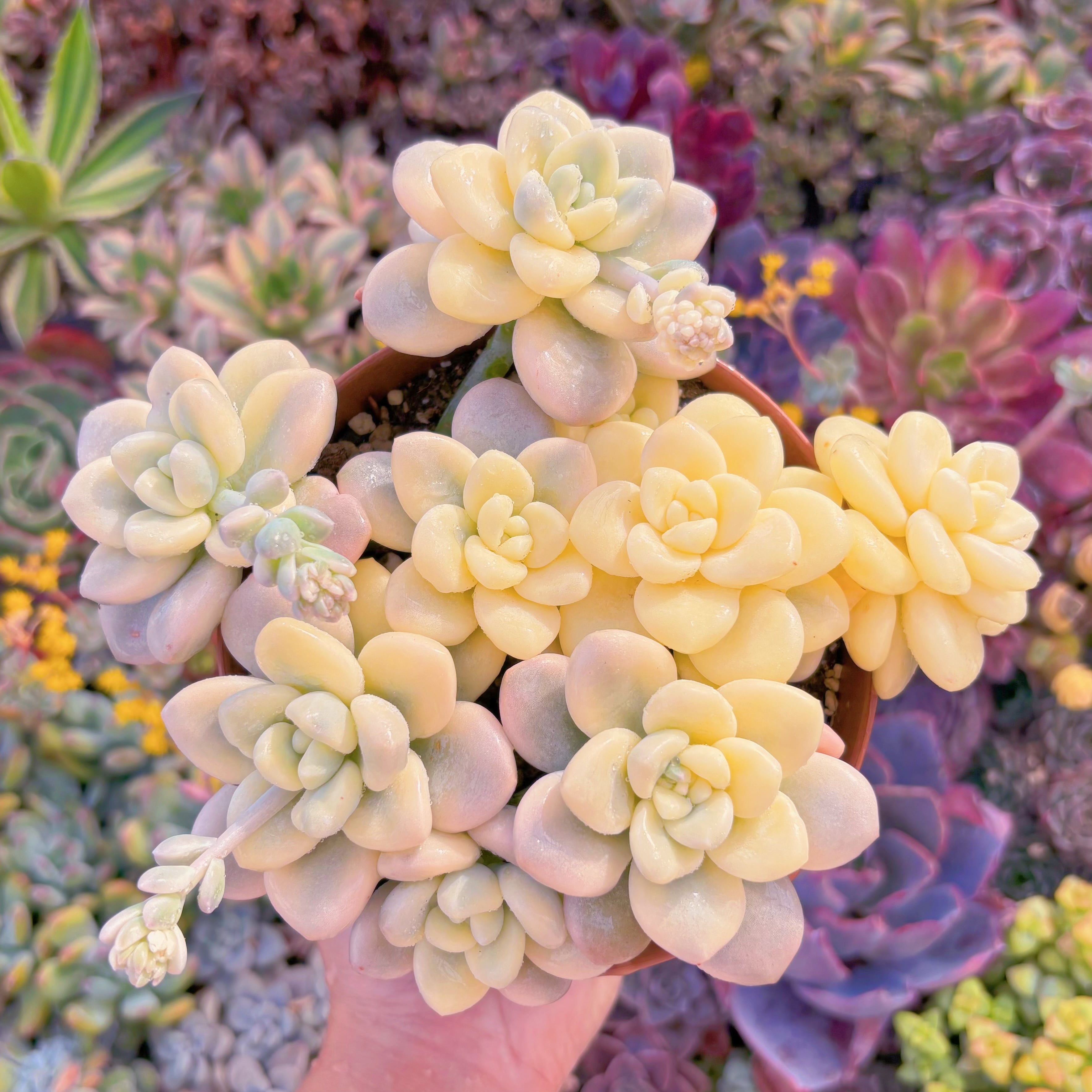 現品　マカロン錦#893　極上株　超美苗　在庫僅少　るる農園