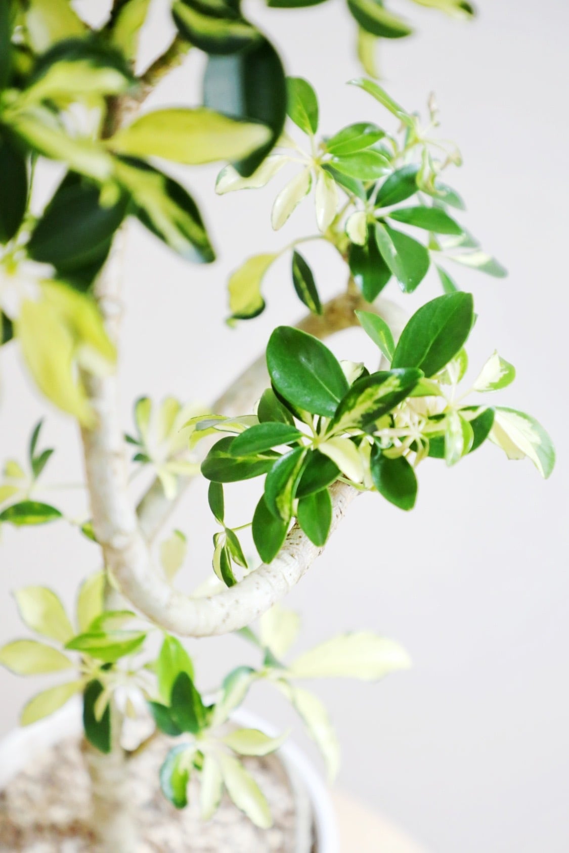 M】シェフレラ グランディ/ Schefflera | 【厳選植物・器】MIDORI