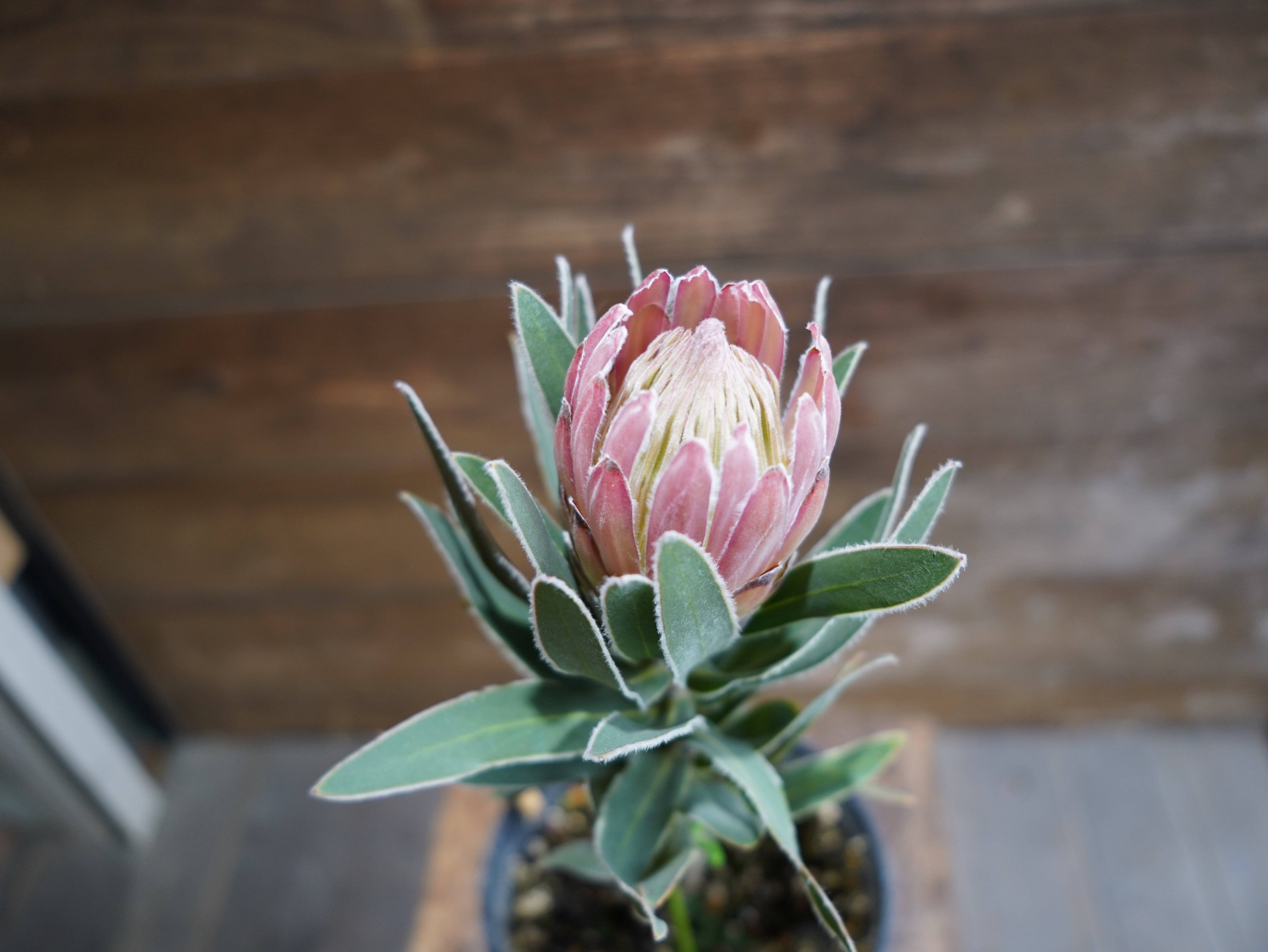 【現物】プロテア "ピンクパール"