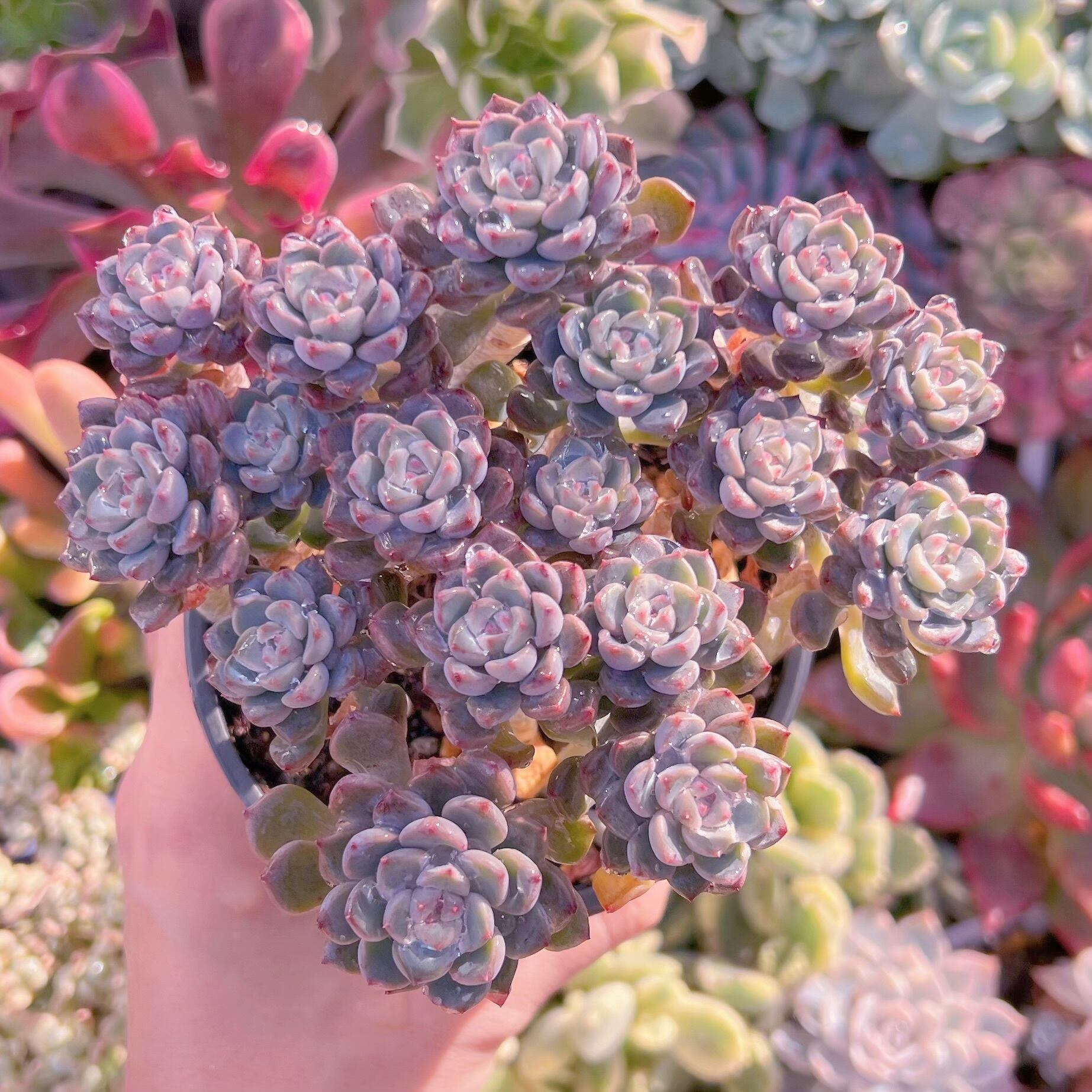 現品　ベビードール#052　群生　新入荷