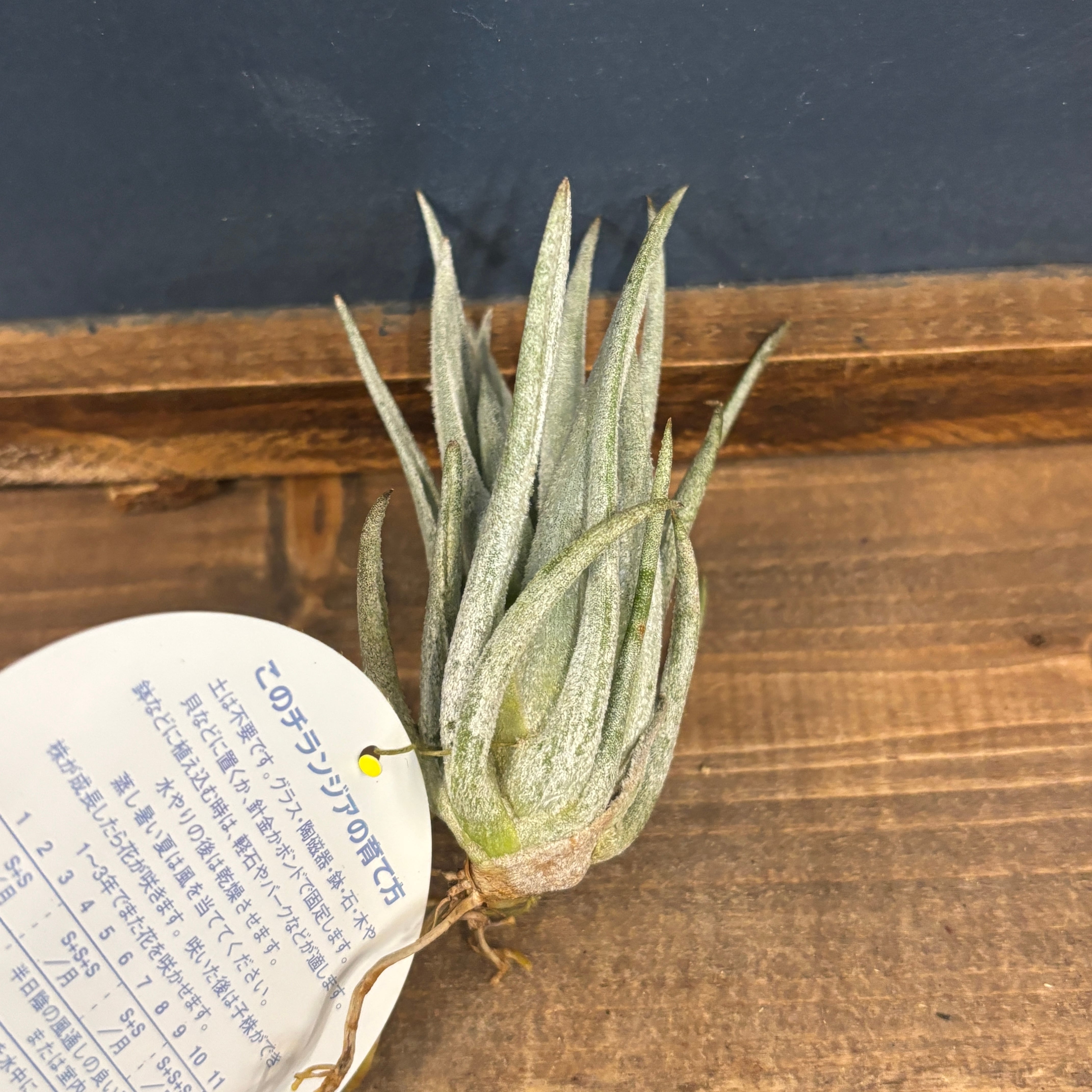 杵【購入者決定済】 チランジア ミトラエンシス【306】 | PROTOLEAF プロトリーフ