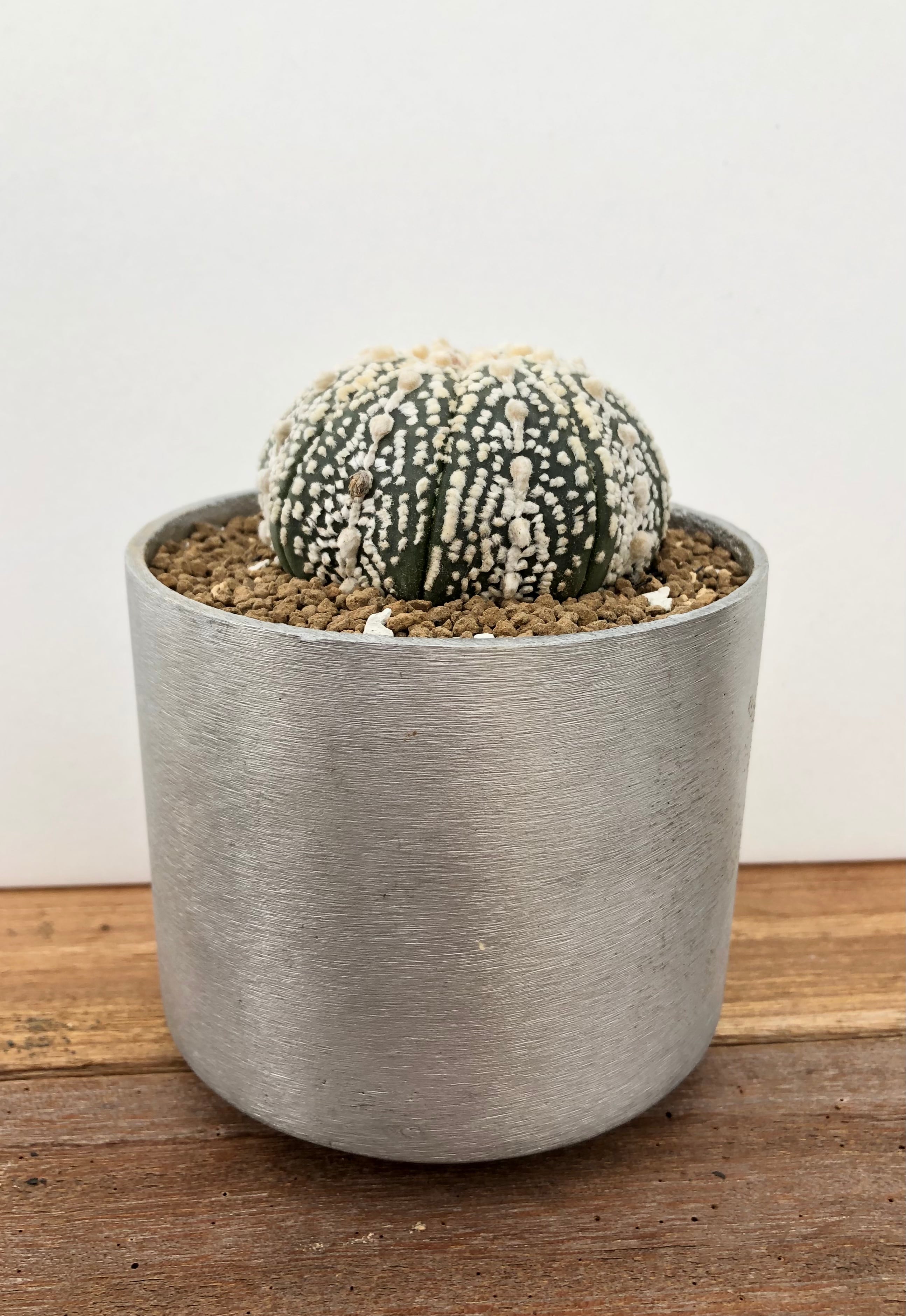 Astrophytum asterias 兜丸 サボテン スーパー兜 ラウンドポット