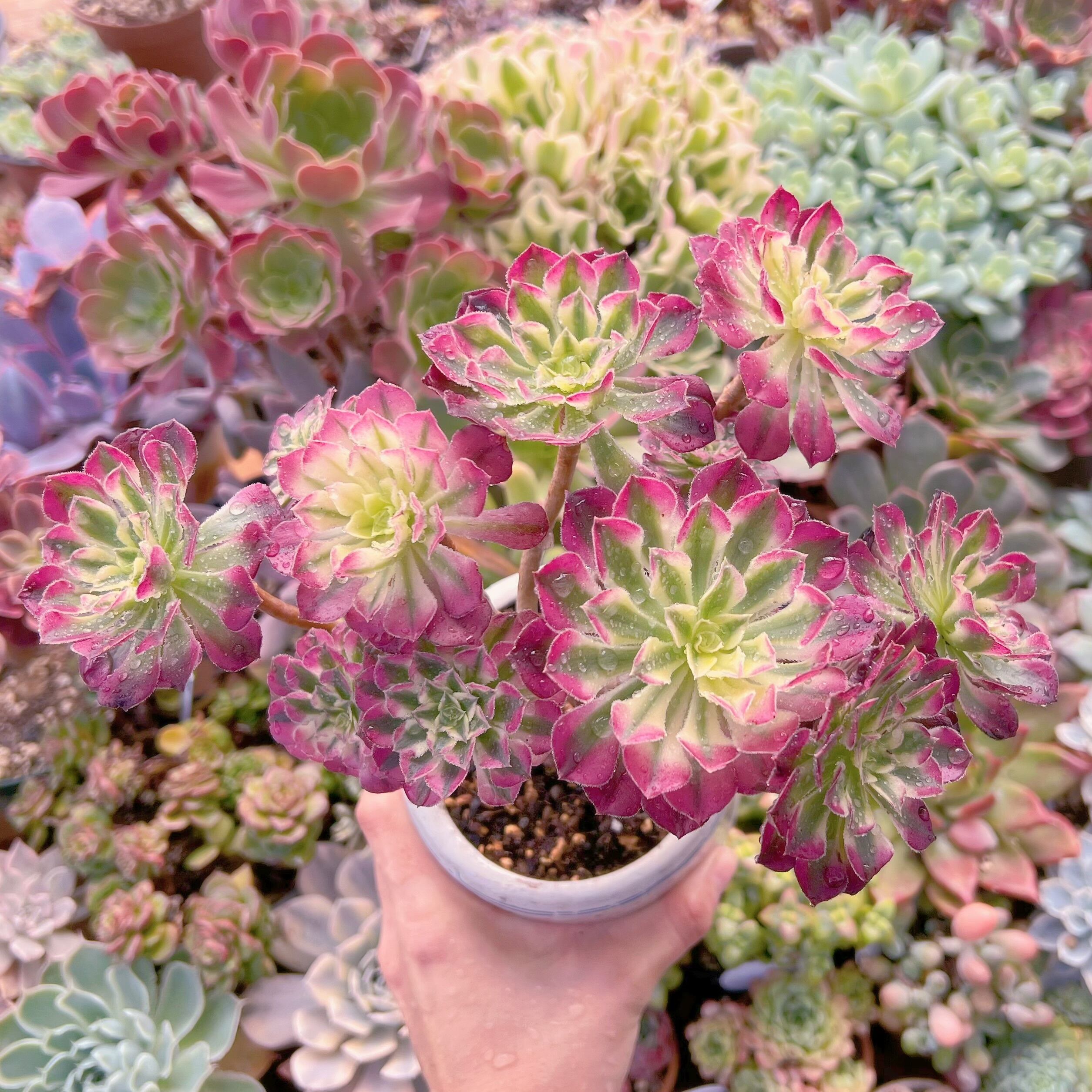 現品　ブラックチェリー#3011　大群生　るる農園