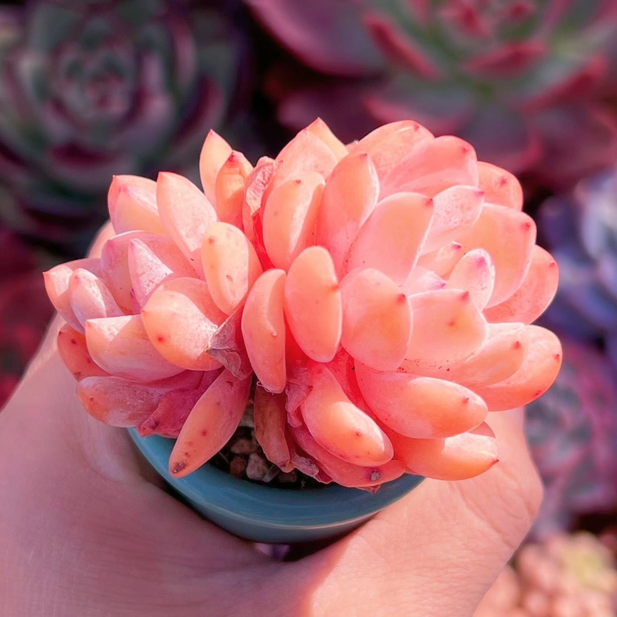 多肉植物　スノーアンジュ　2頭群生　新入荷　るる農園