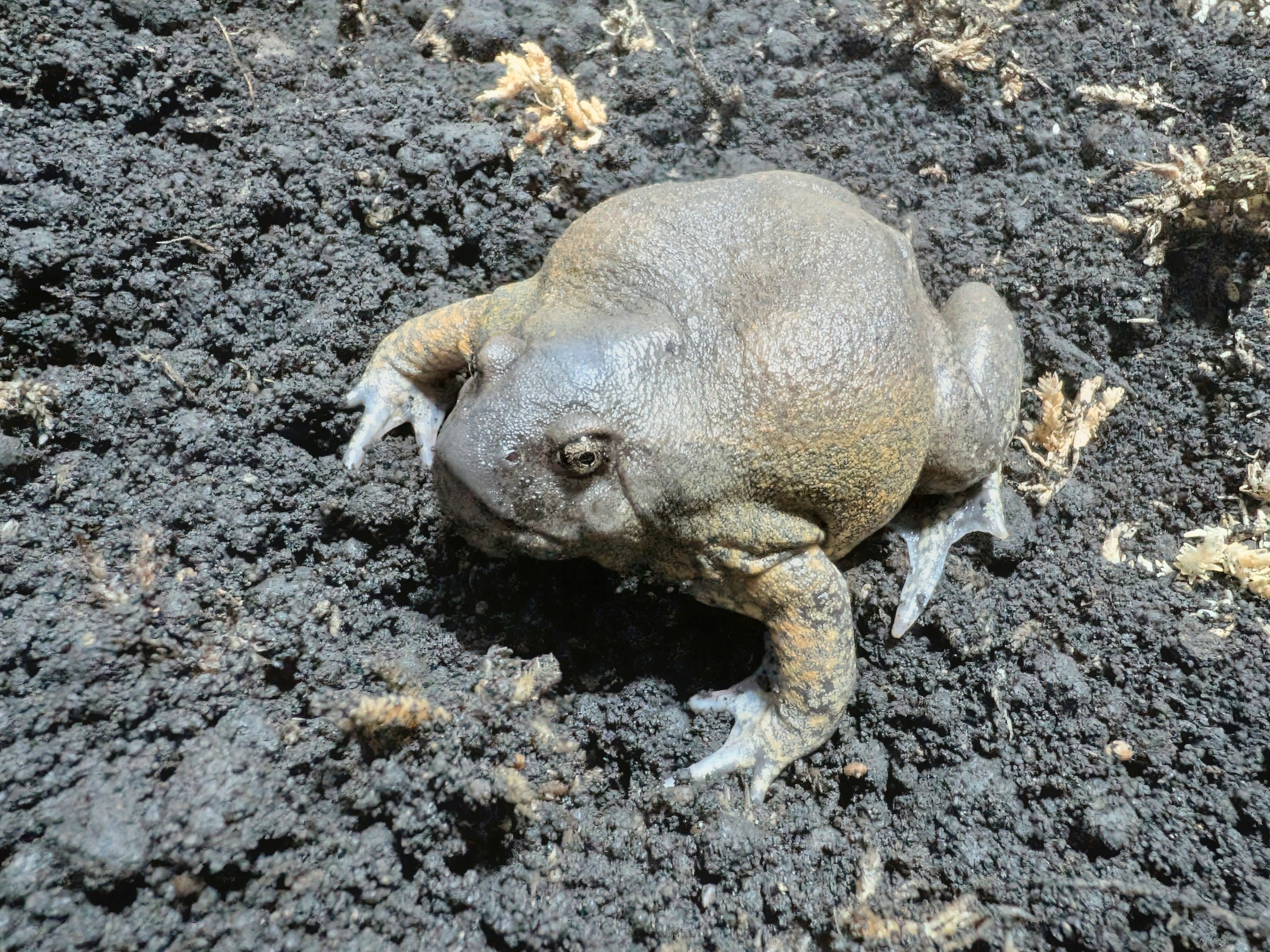 アズマヒキガエル L カエル | BUG.st