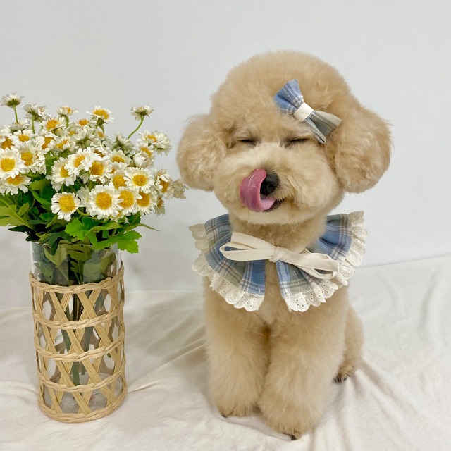 即納 リトルプリンセス起毛チェックケープ＆ヘアピン 2set / 2color【韓国ブランドDALDANG】