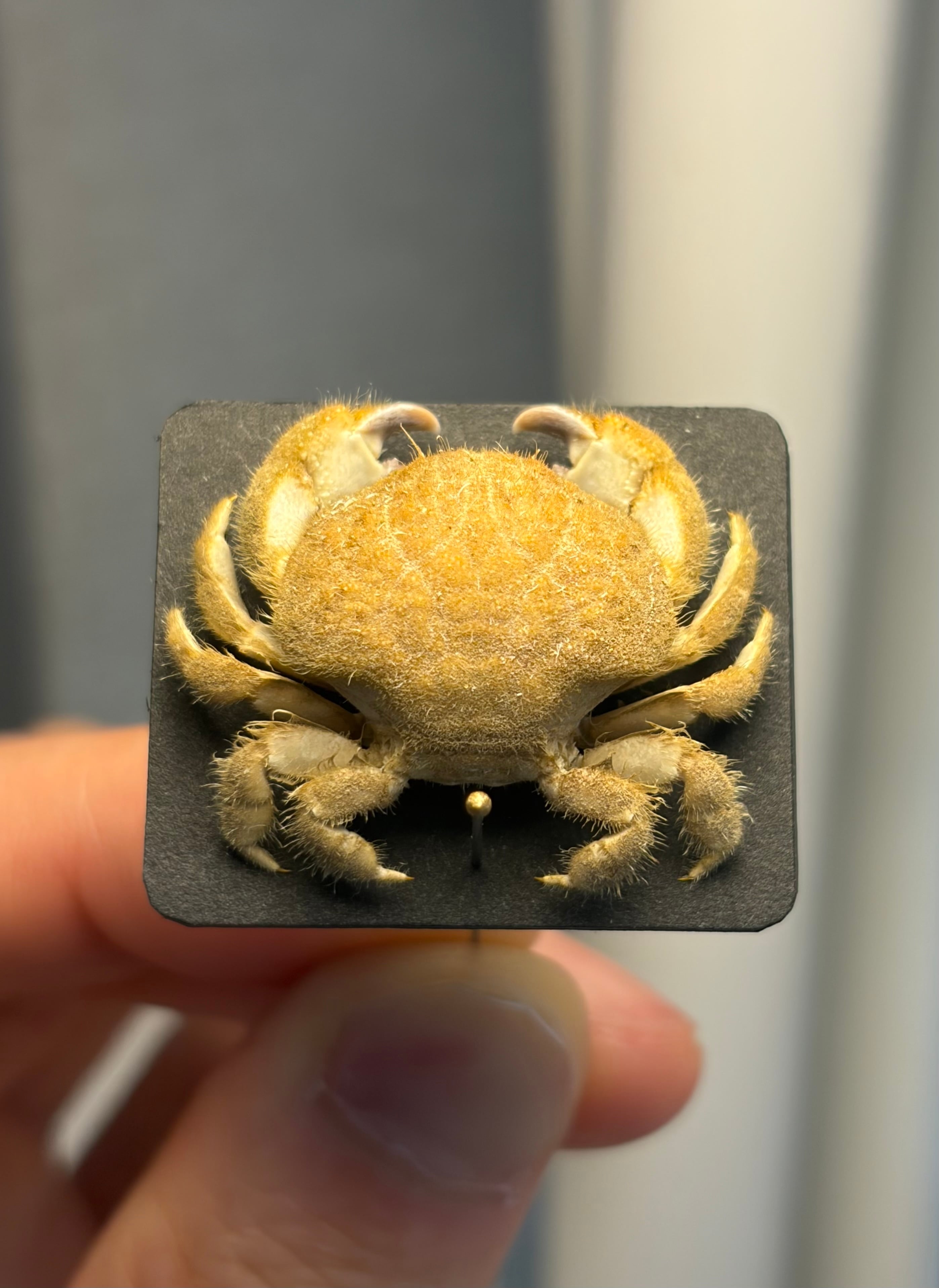 モンハナシャコ 蟹カニガニ甲殻類エビ蝦蛄タランチュラ標本 モンハナシャコ 蟹カニガニ甲殻類エビ蝦蛄タランチュラ標本 【公式通販】