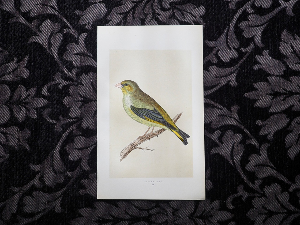 鳥の図版 Ⅲ