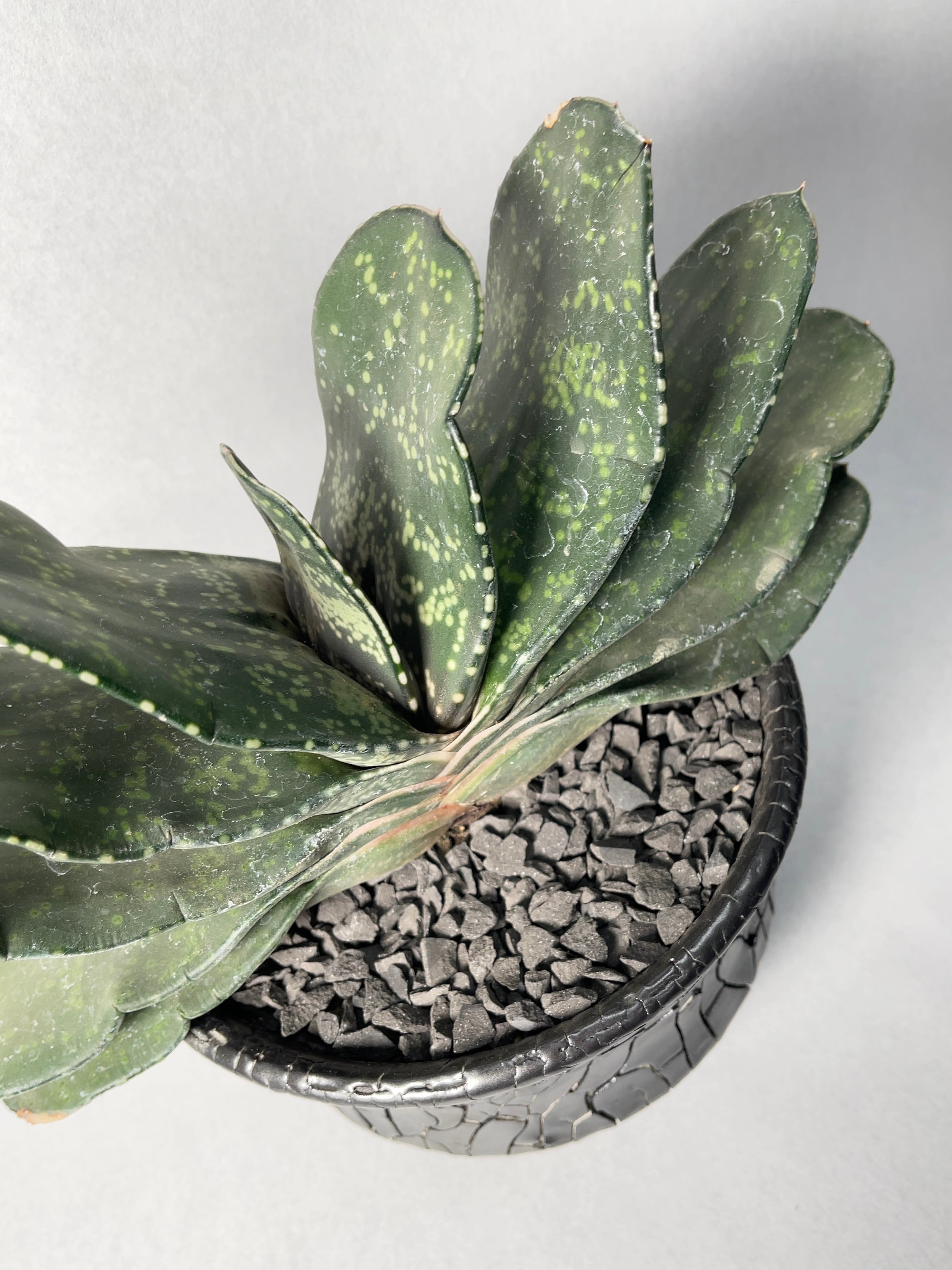 ガステリア・恐竜 | trigger