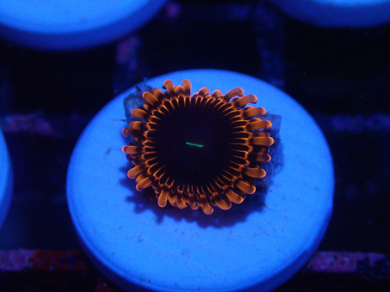 Zoanthus Red FromMakassar 12