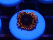 Zoanthus Red FromMakassar 12