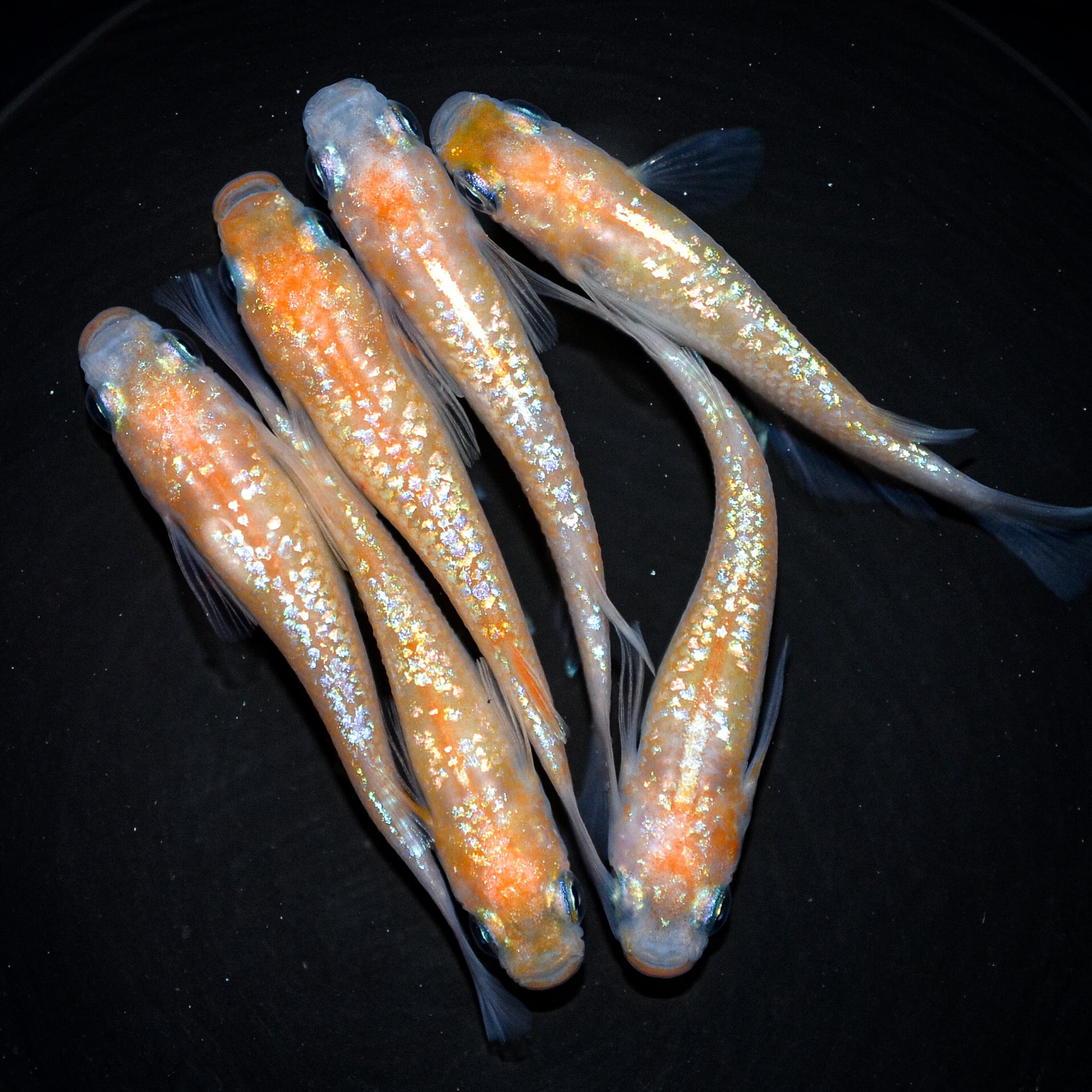 ◇サボラメリアルロングフィン ♂1 ♀1 現物出品◇ 22－5 ラメ王