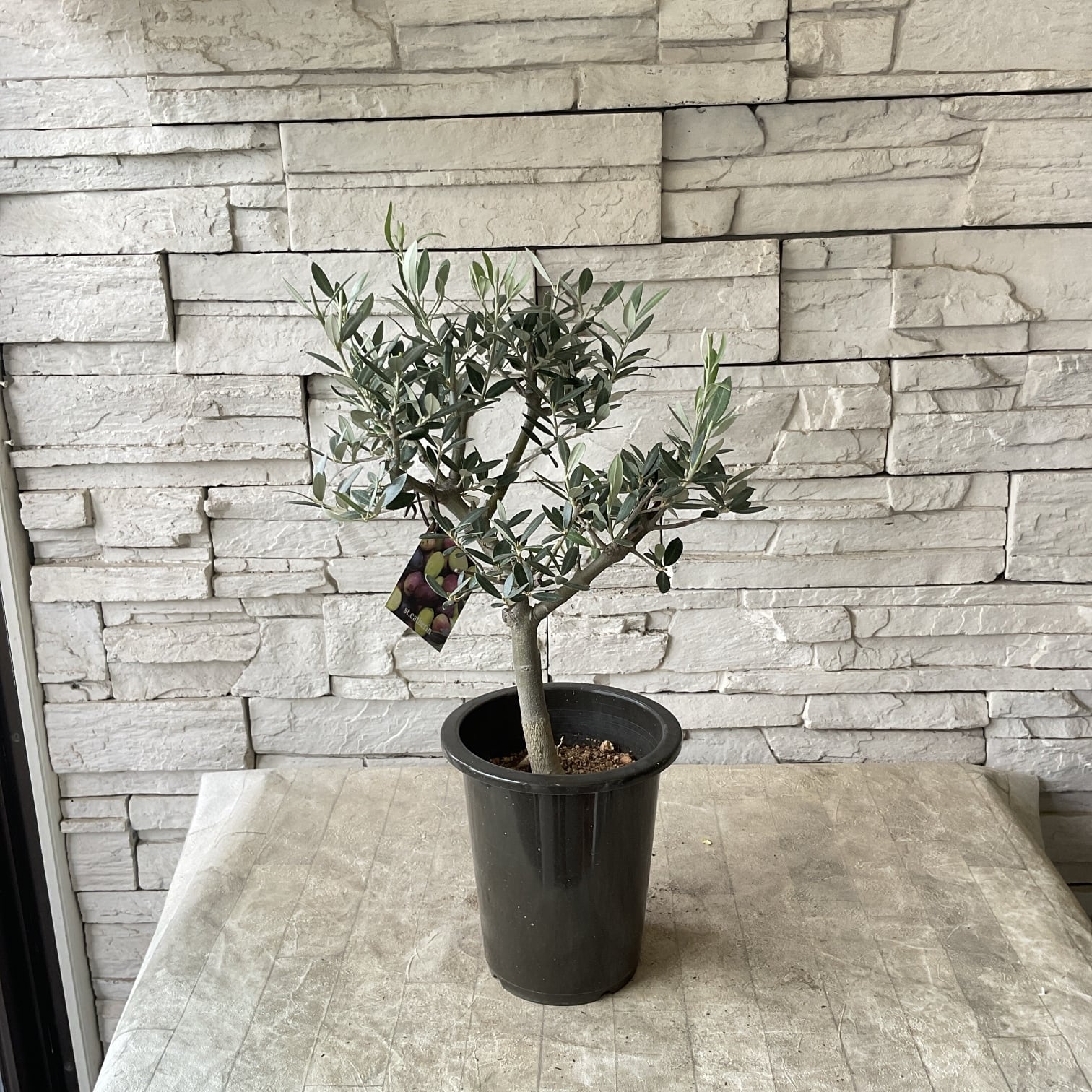 オリーブの木,た植物/観葉植物、樹高約300㎝近畿地方限定配達＆植え込み可能。 オリーブの木 | 橋本種苗園