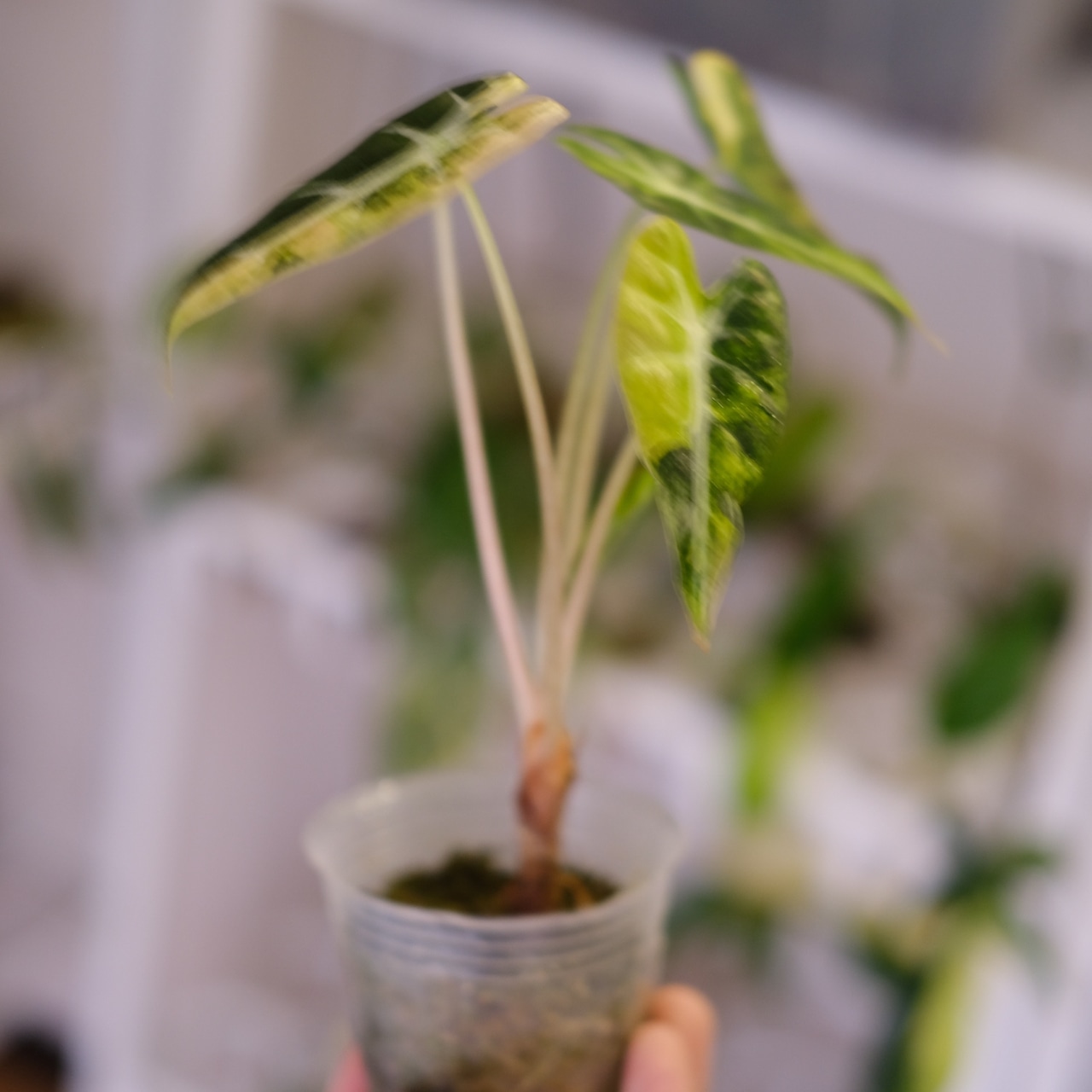 アロカシア バンビーノ イエロー / Alocasia bambino variegated 'Yellow'⑮ / 観葉植物