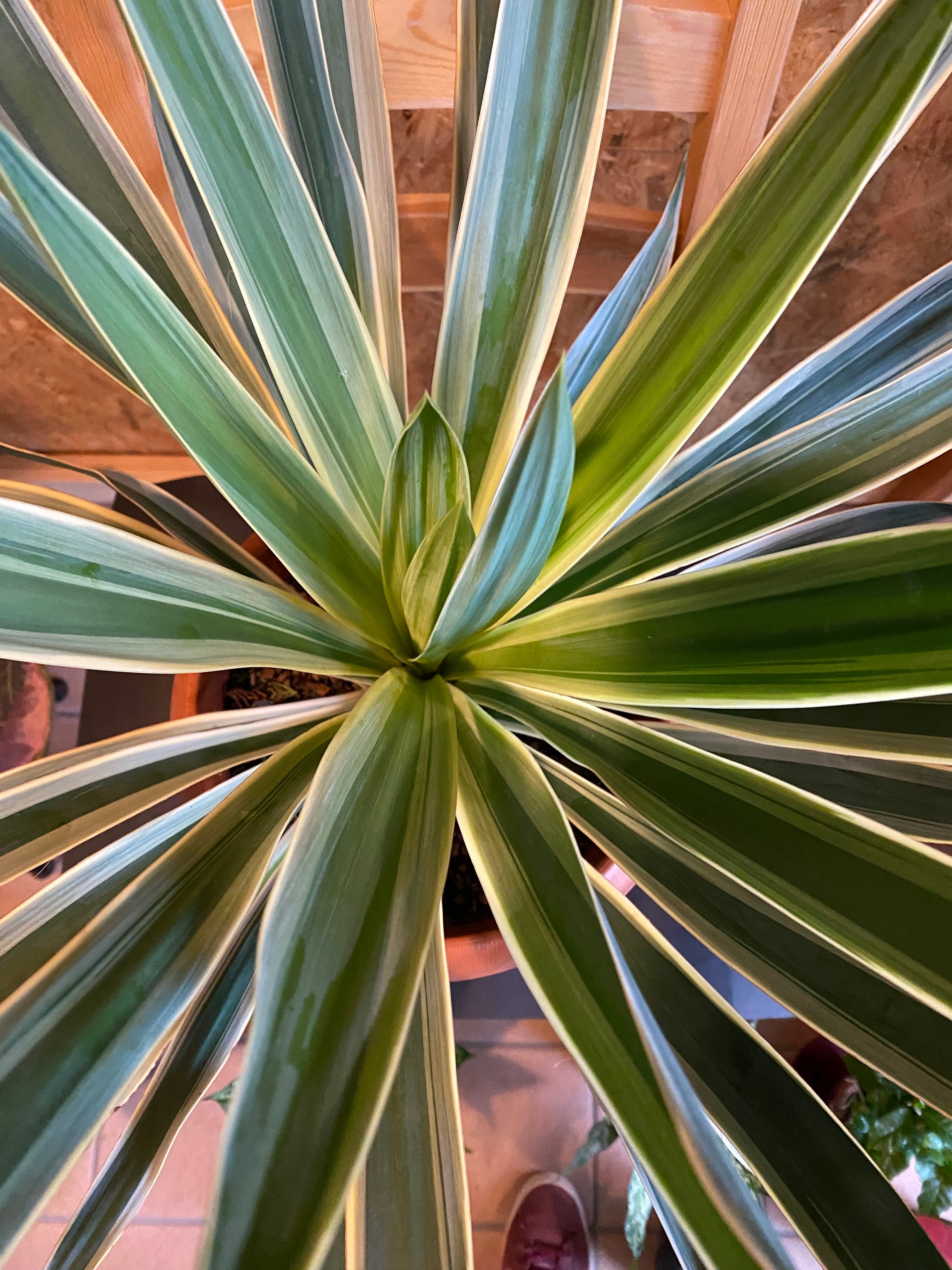 ユッカ グロリオサ バリエゲイテッド 本体H45cm W65cm 口径21cm