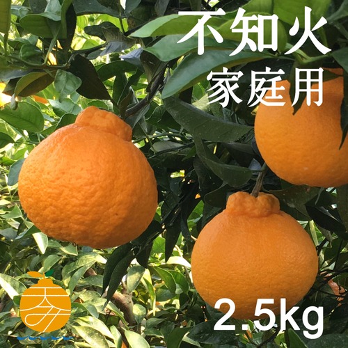 送料無料 天デコ 不知火 肥の豊（デコポン）家庭用2.5kg M〜2L 熊本県産 冬のギフト