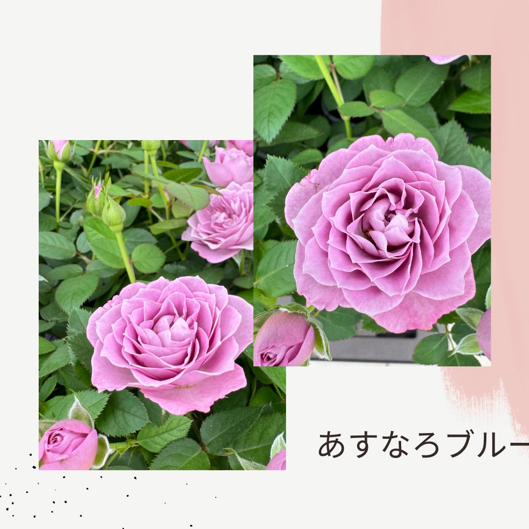 バラ苗 絶対に入手不可能な超希少品種 [オーロラ] 日本花キ流通