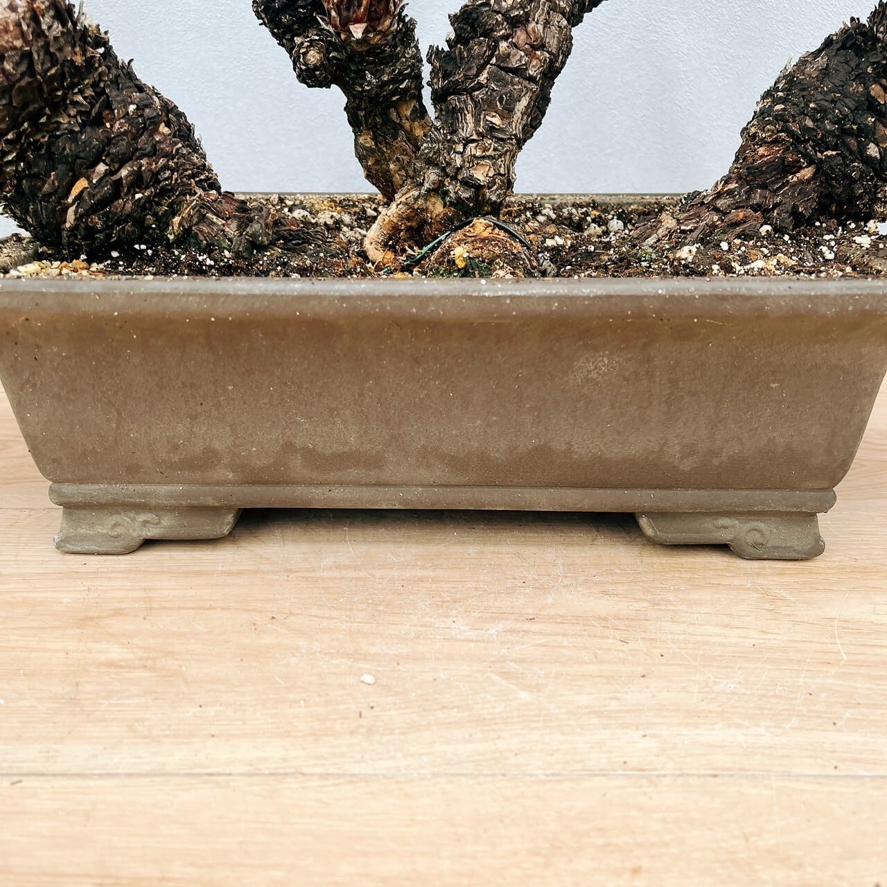 ［現品］【珍しい】10番　奄美姫ソテツ　盆栽造り　約7号　蘇轍　観葉植物　陶器鉢 現品］【珍しい】10番 奄美姫ソテツ 盆栽造り 約7号 蘇轍 観葉植物 陶器