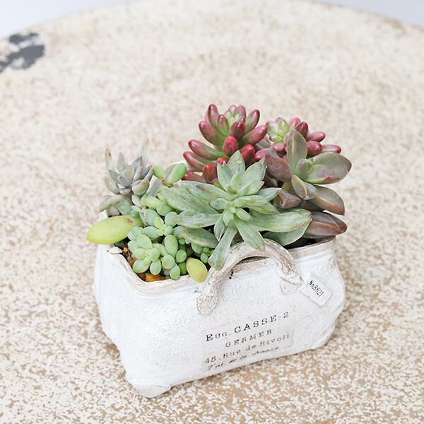 現品販売 かわいいプランター×ミニ多肉植物寄せ植え 多年草 鉢 雑貨