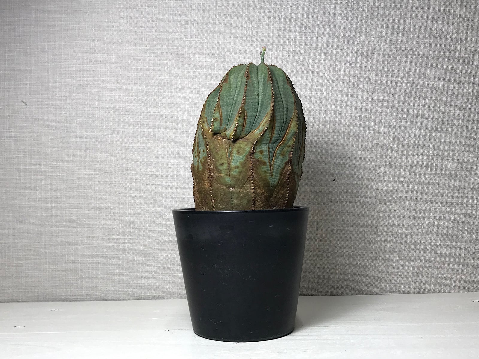 ユーフォルビア オベサ