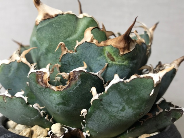 アガベ チタノタ '白鯨'（ハクゲイ）