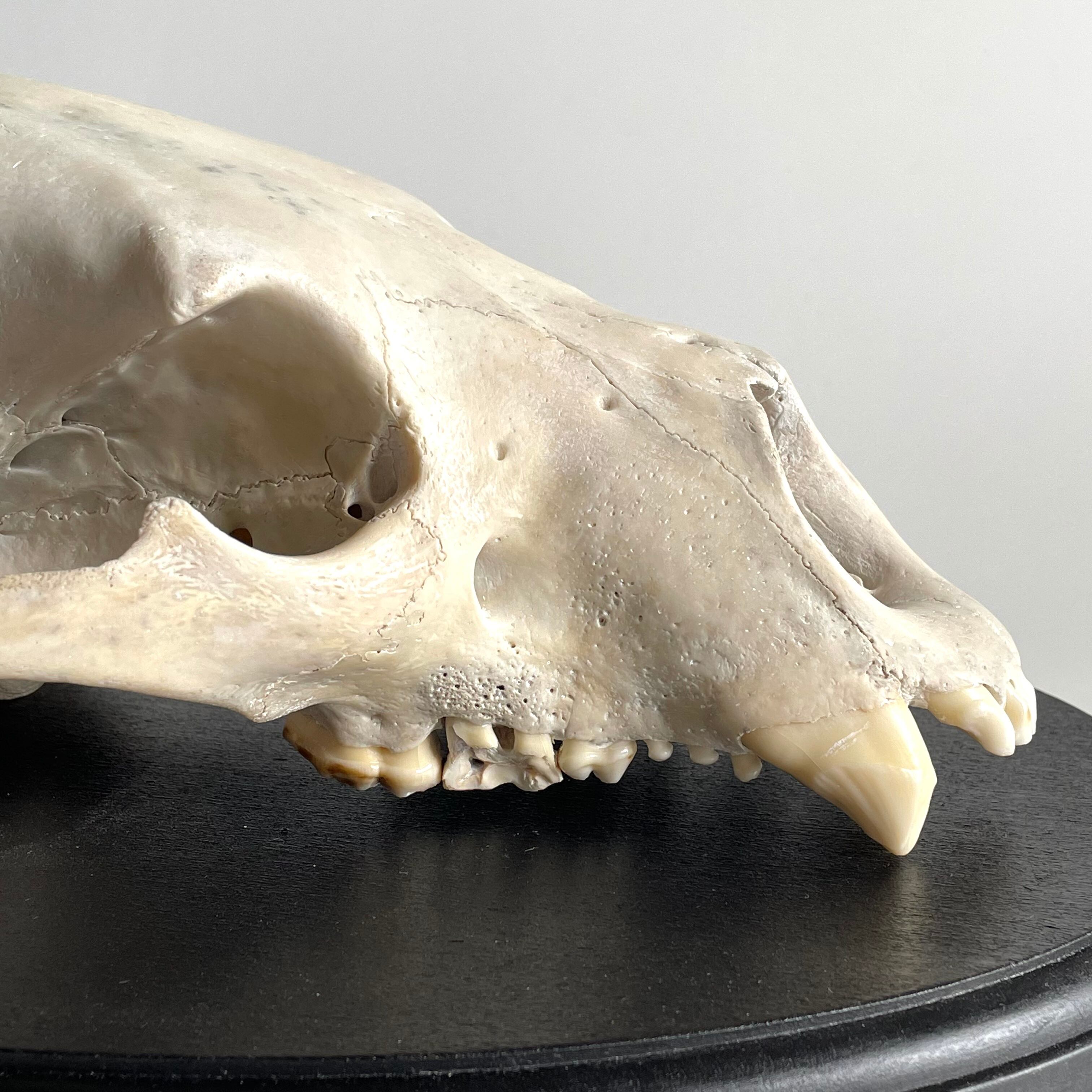 ツキノワグマ 頭骨 ハンティングトロフィー | 地球屋