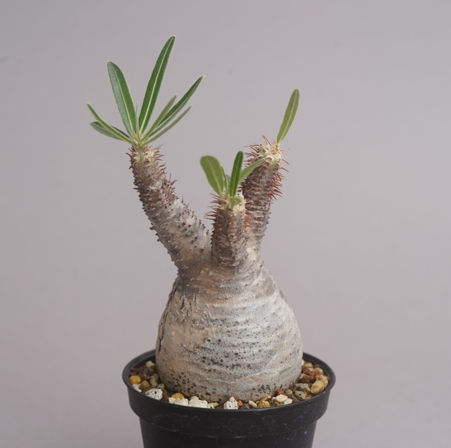 パキポディウム グラキリス no. 6〈発根済み〉