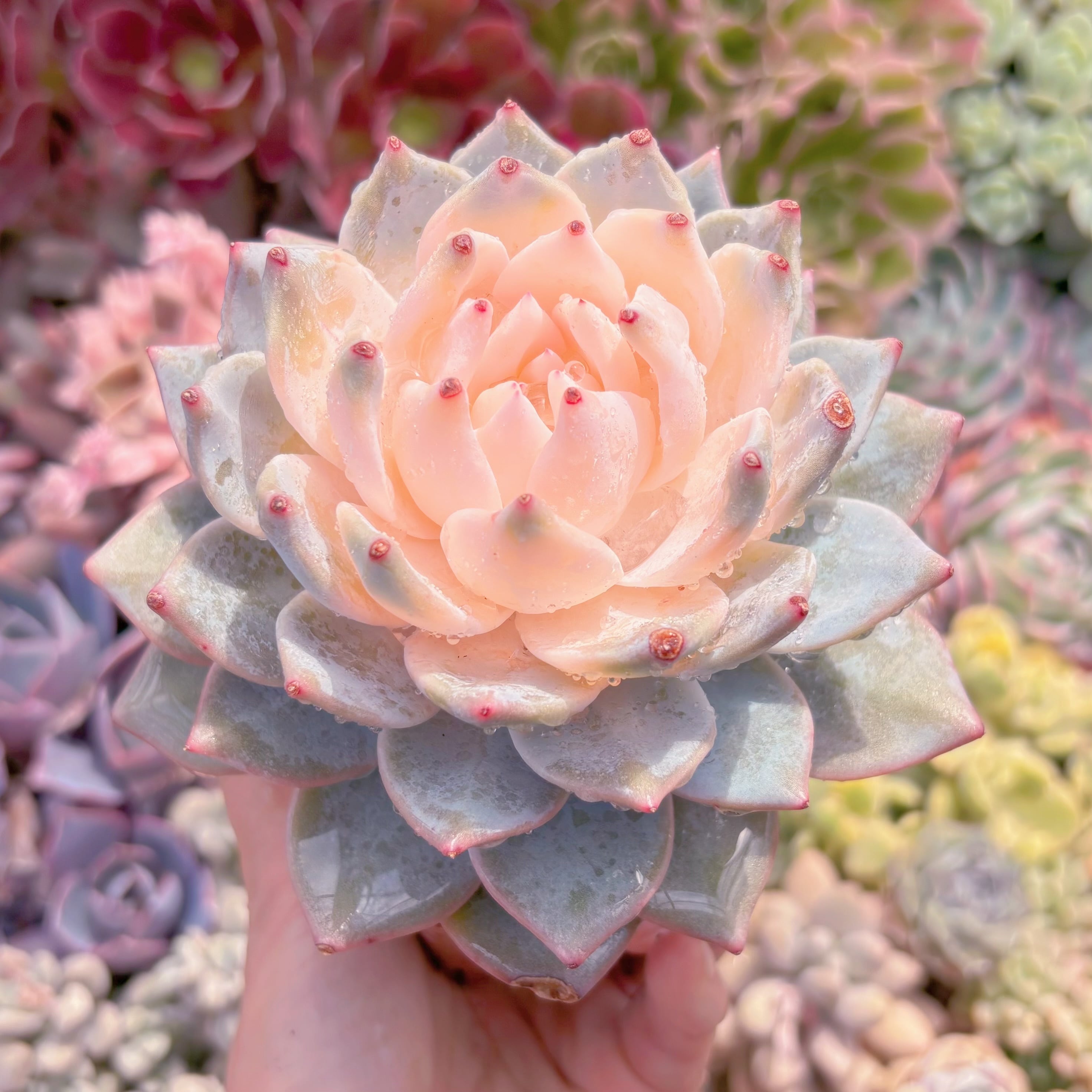 現品　Blue Bird錦#541　大苗　るる農園