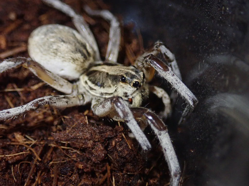 Spider クモ | Bebe Rep. 奇蟲部門